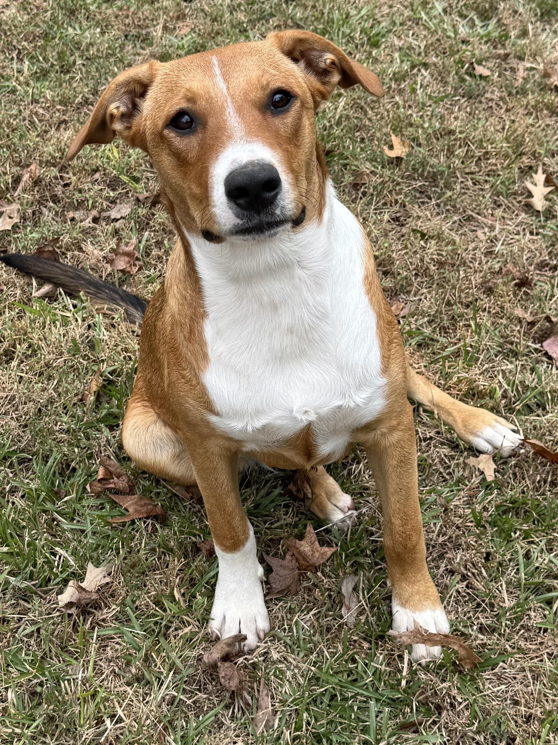 Ben, a ADOPTABLE mixed breed in Warwick, RI image 3/6