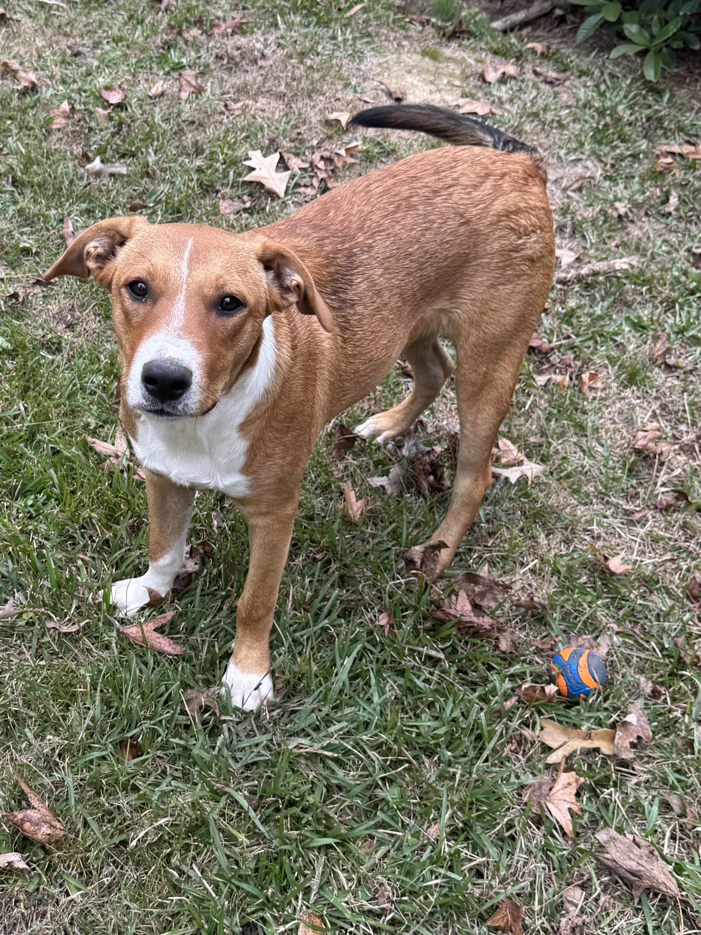 Ben, a ADOPTABLE mixed breed in Warwick, RI image 1/6