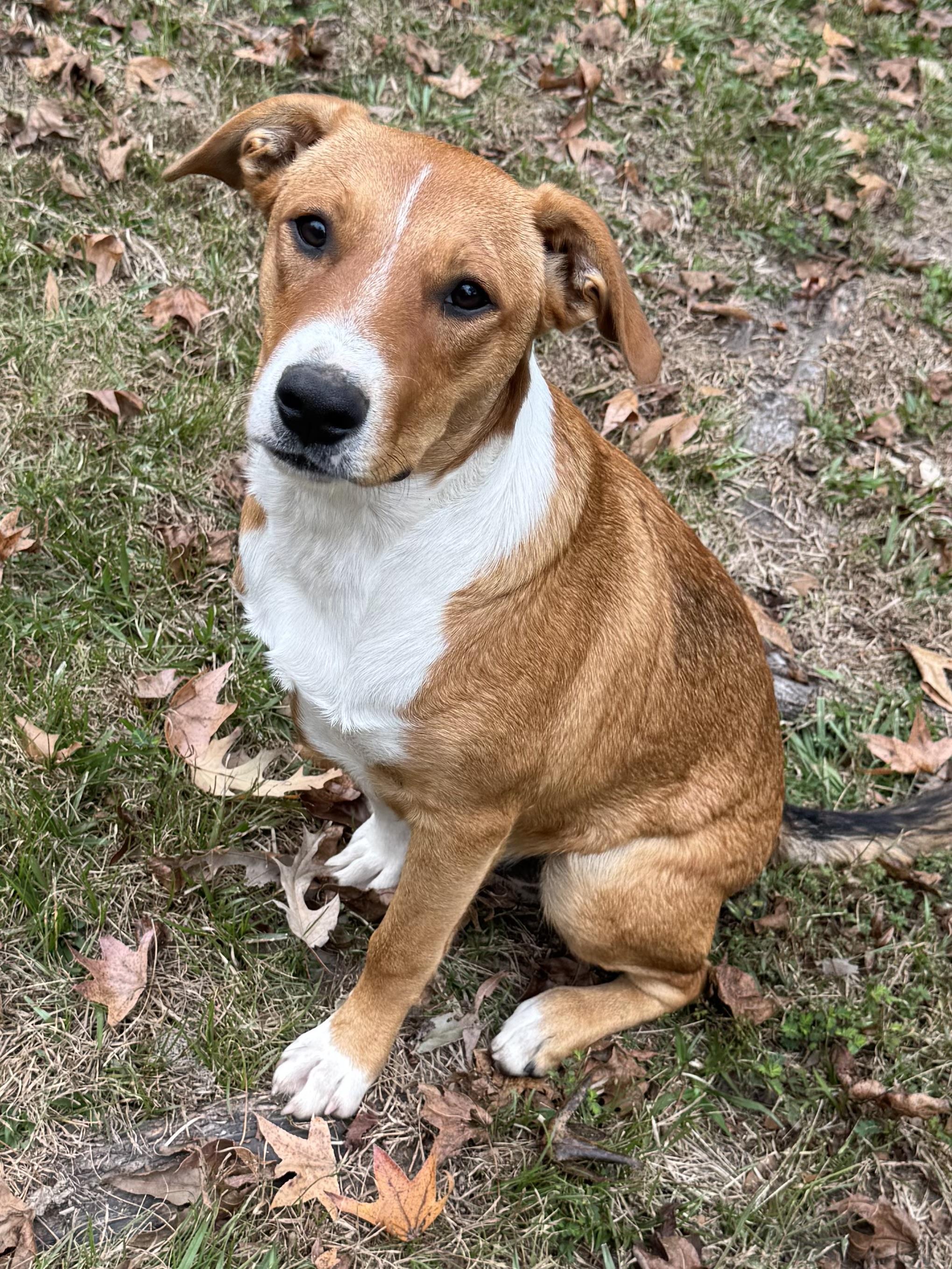 Ben, a ADOPTABLE mixed breed in Warwick, RI image 2/6