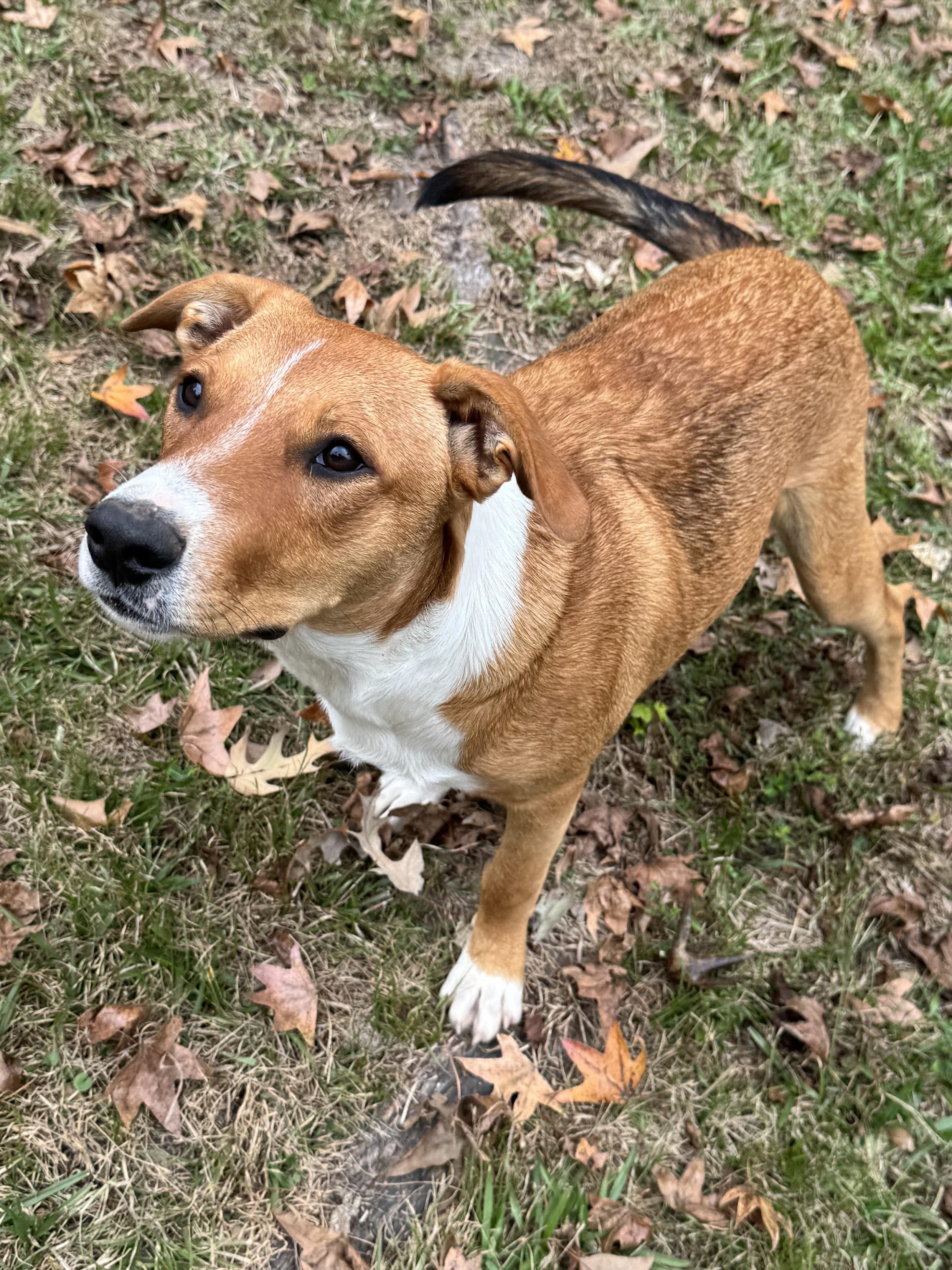 Ben, a ADOPTABLE mixed breed in Warwick, RI image 4/6