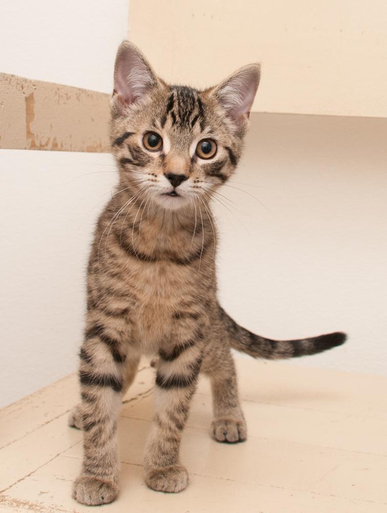 Rebel (gets adopted with Rogue)