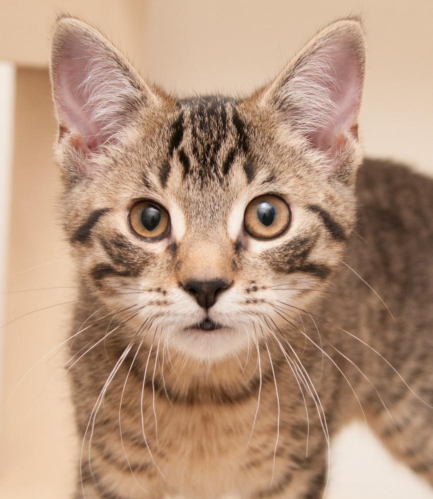 Rebel (gets adopted with Rogue)