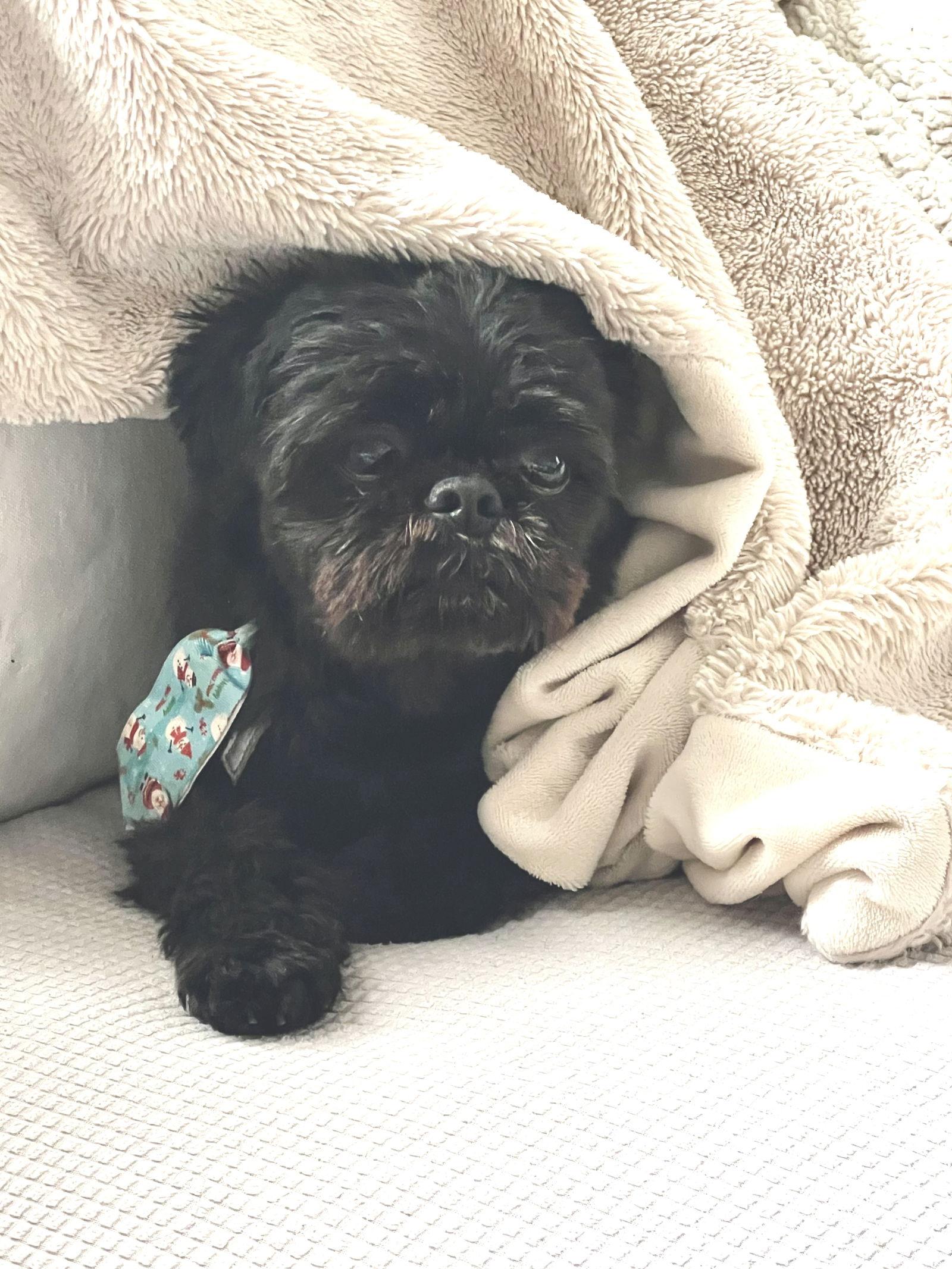 Enlarge Buttons - OS, a Adoptable Shih Tzu in Pataskala, OH image 1/3