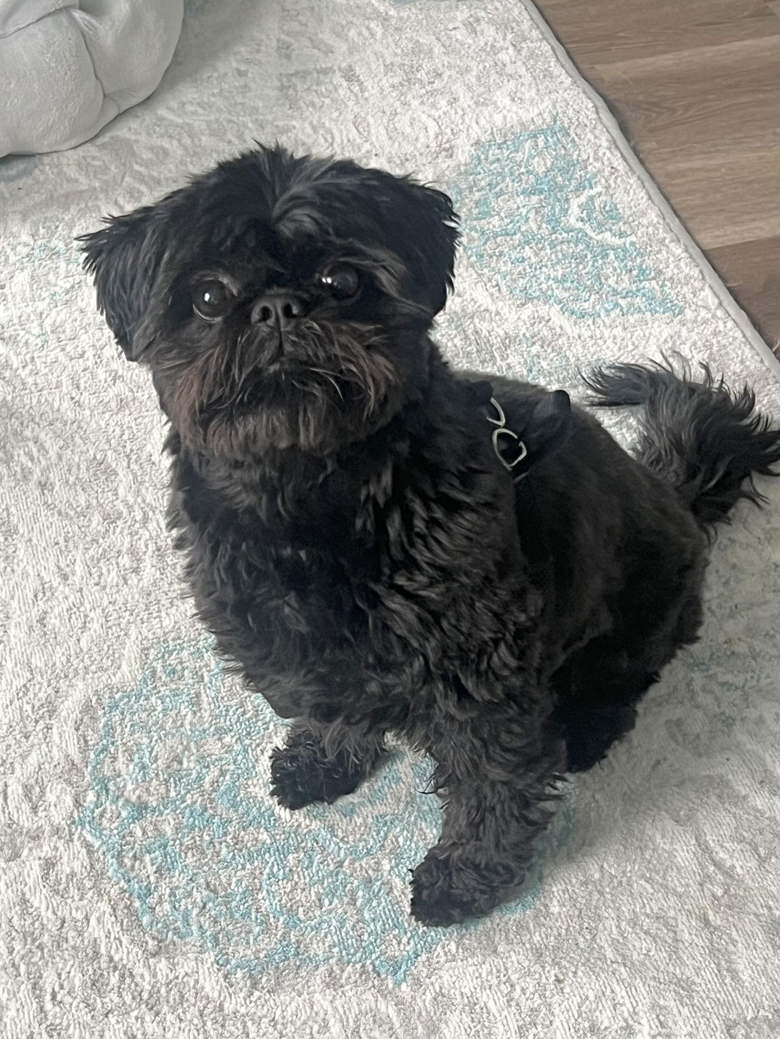 Enlarge Buttons - OS, a Adoptable Shih Tzu in Pataskala, OH image 2/3