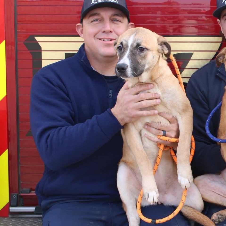 Enlarge Bandit, a Adoptable mixed breed in Durant, OK image 1/1