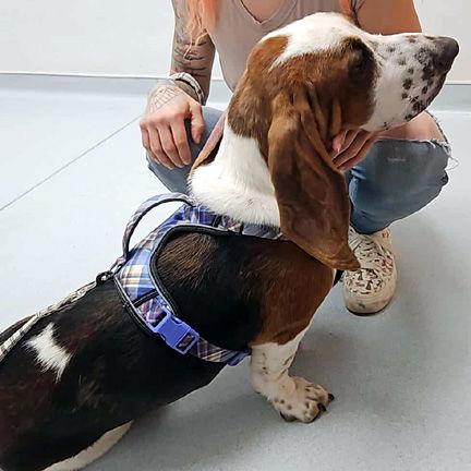 LASZLO, Adopted, Young Male Basset Hound.