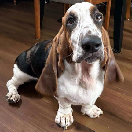 Enlarge LASZLO, a Adopted Basset Hound in Mays Landing, NJ image 2/3