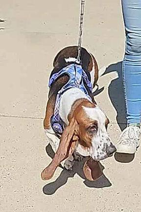 Enlarge LASZLO, a Adopted Basset Hound in Mays Landing, NJ image 3/3