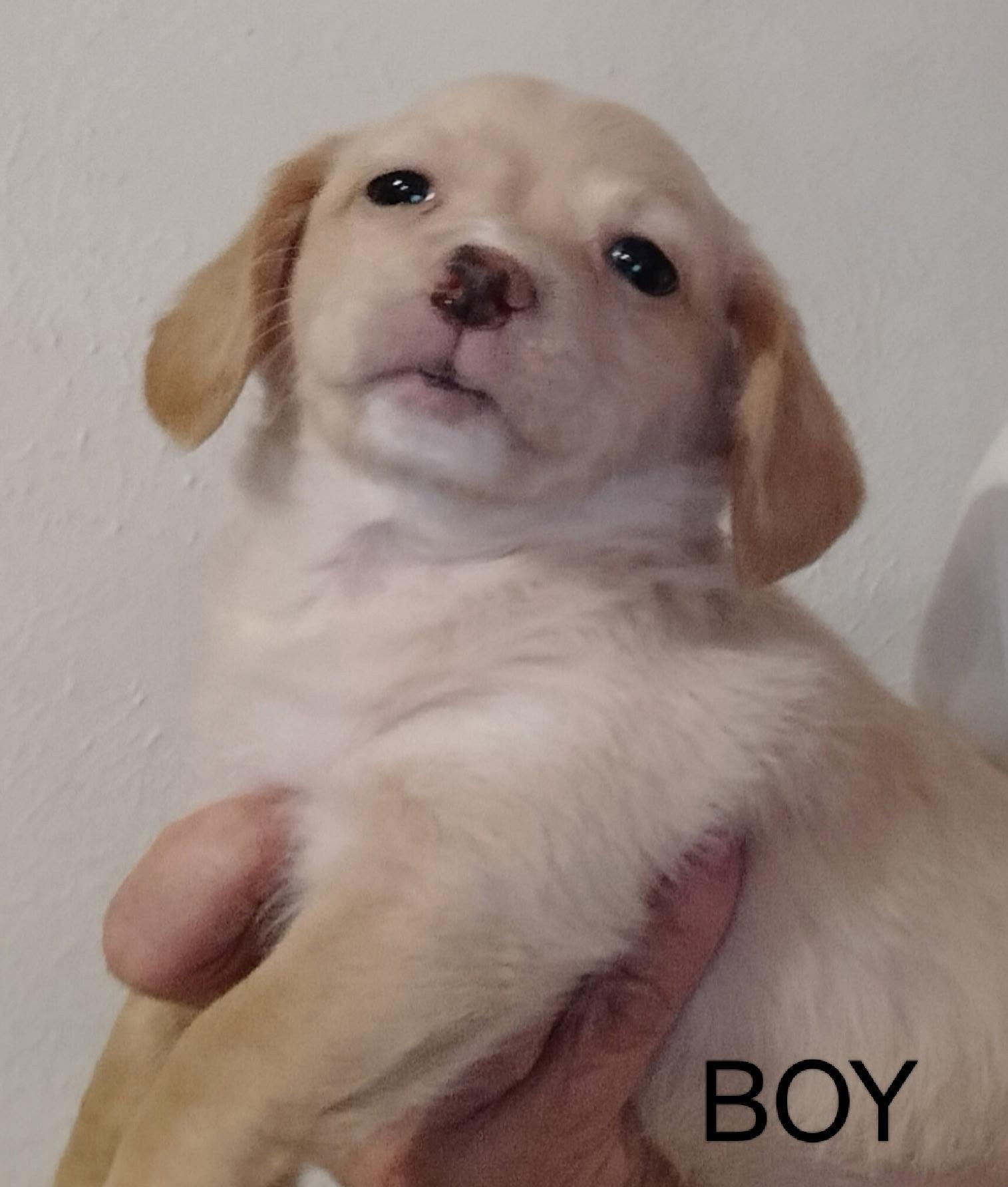 Enlarge SPONSOR OR FOSTER ME - Matisse, a Adoptable mixed breed in Grafton, WI image 1/2