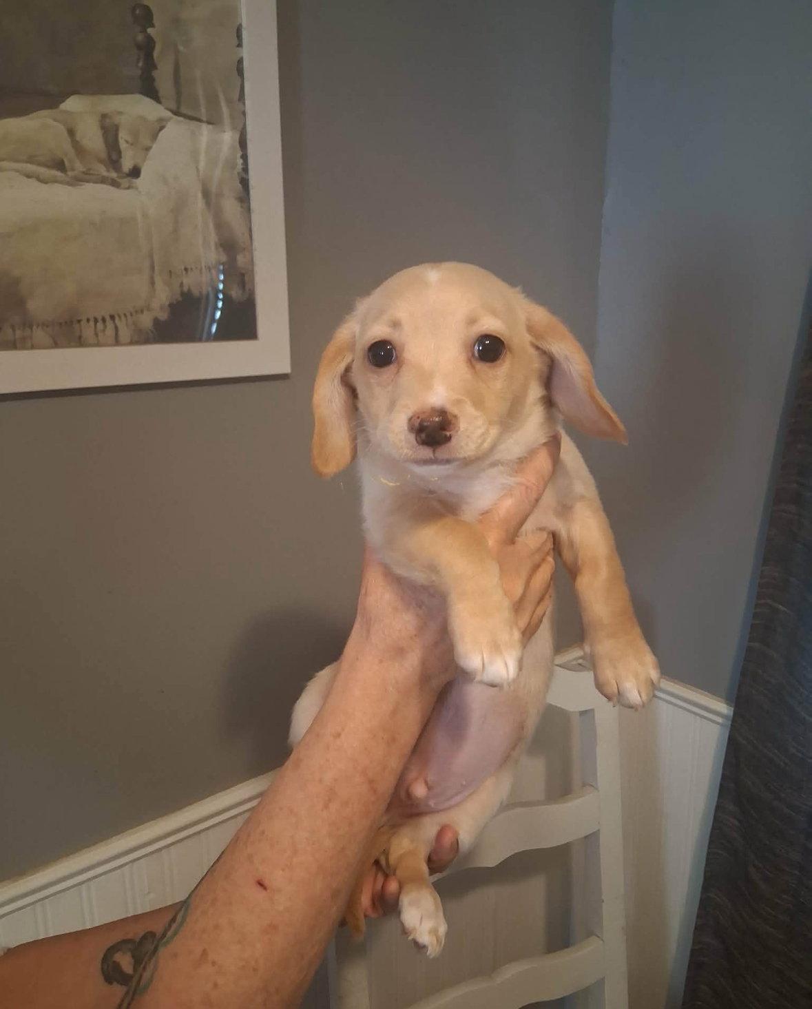 Matisse, Adoptable, Puppy Male Chihuahua & Terrier.