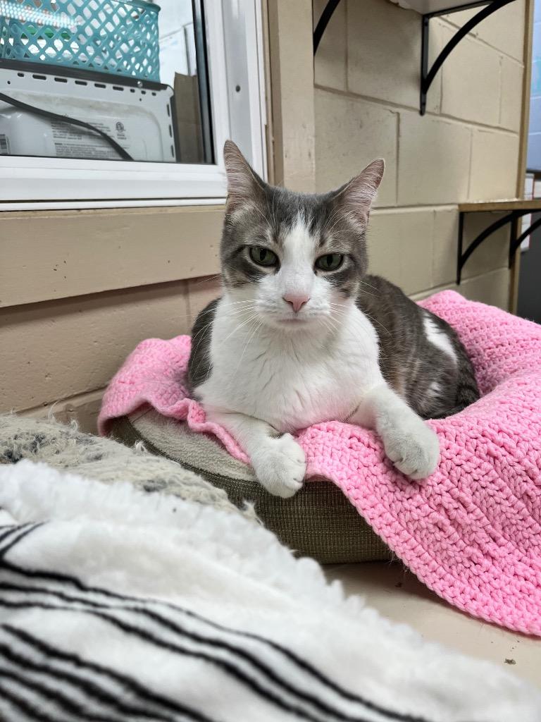 Enlarge Evan, a Adoptable mixed breed in Shorewood, IL image 2/3