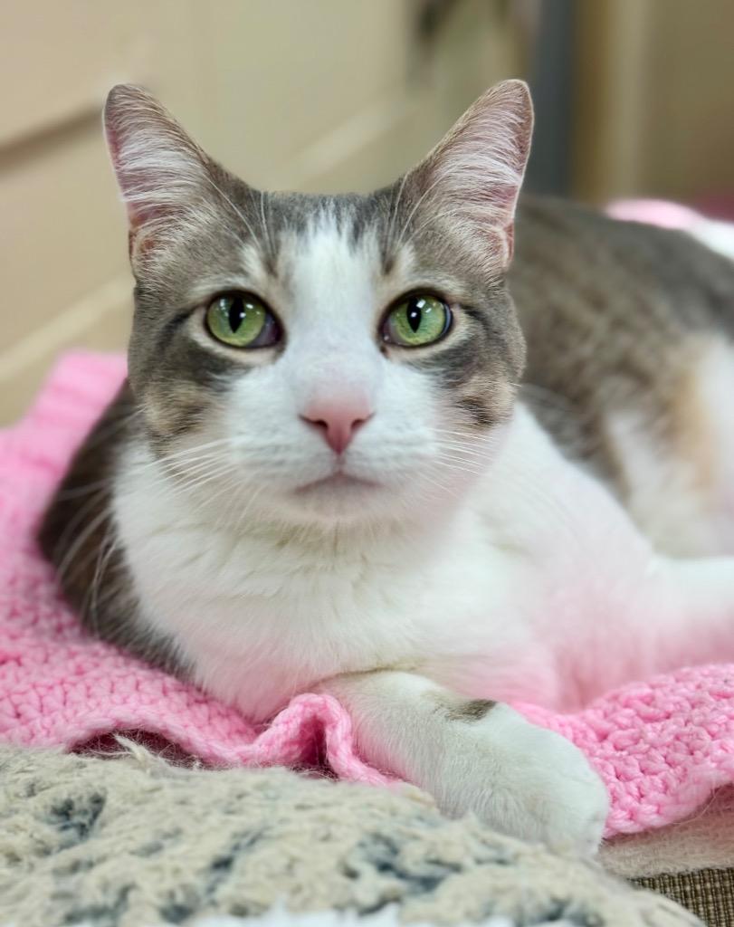 Enlarge Evan, a Adoptable mixed breed in Shorewood, IL image 3/3