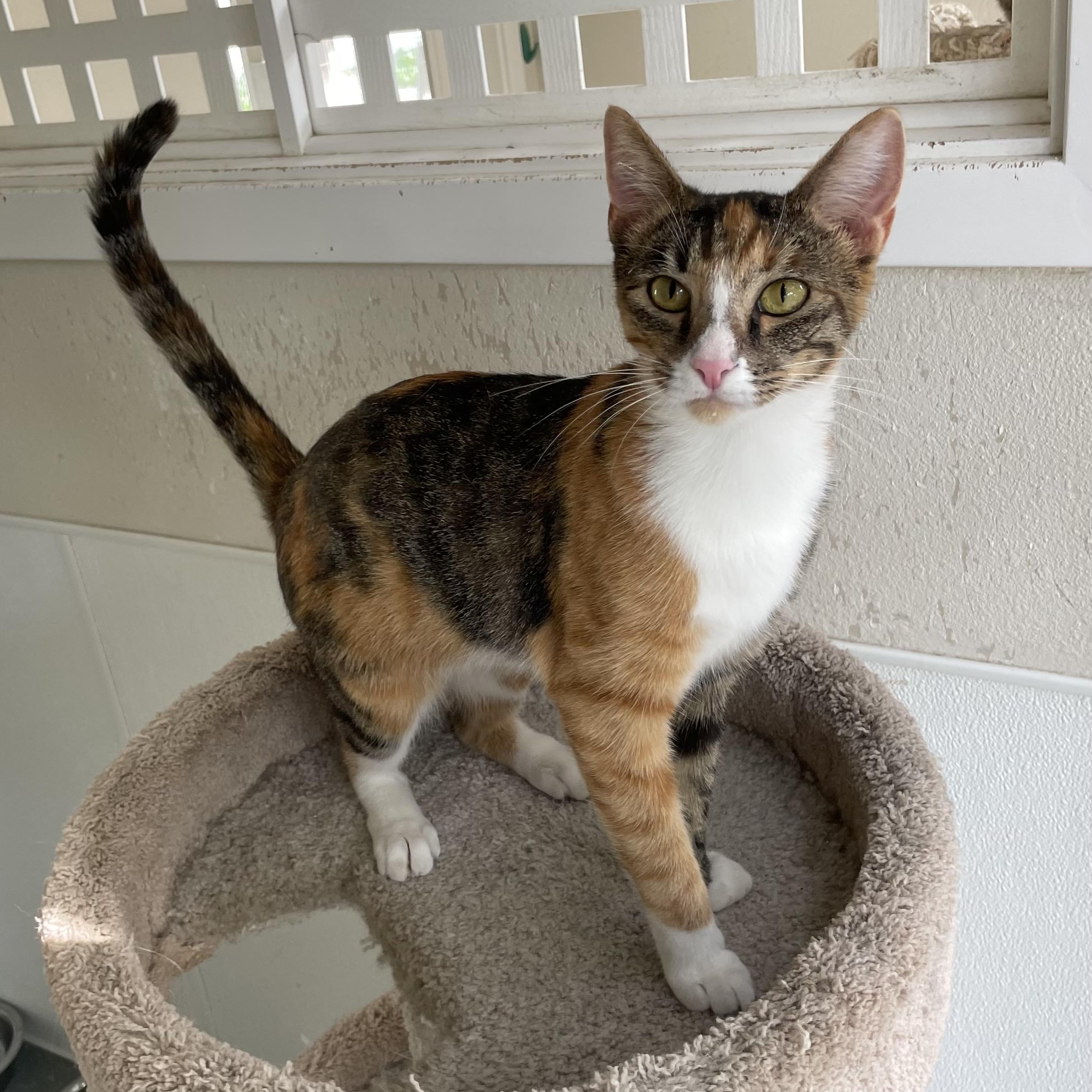 Enlarge Rose, a Adoptable mixed breed in Hollister, CA image 4/6