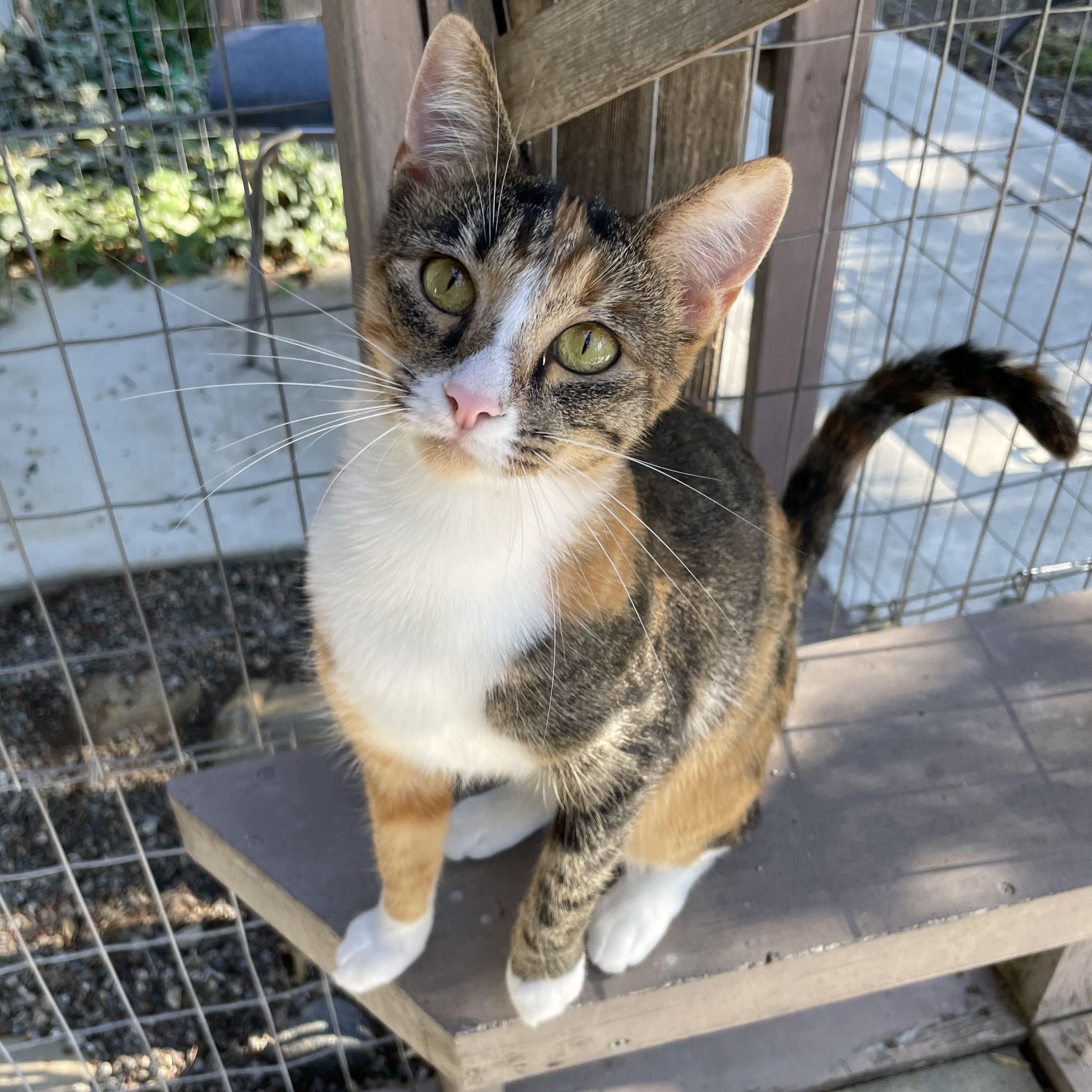 Enlarge Rose, a Adoptable mixed breed in Hollister, CA image 2/6