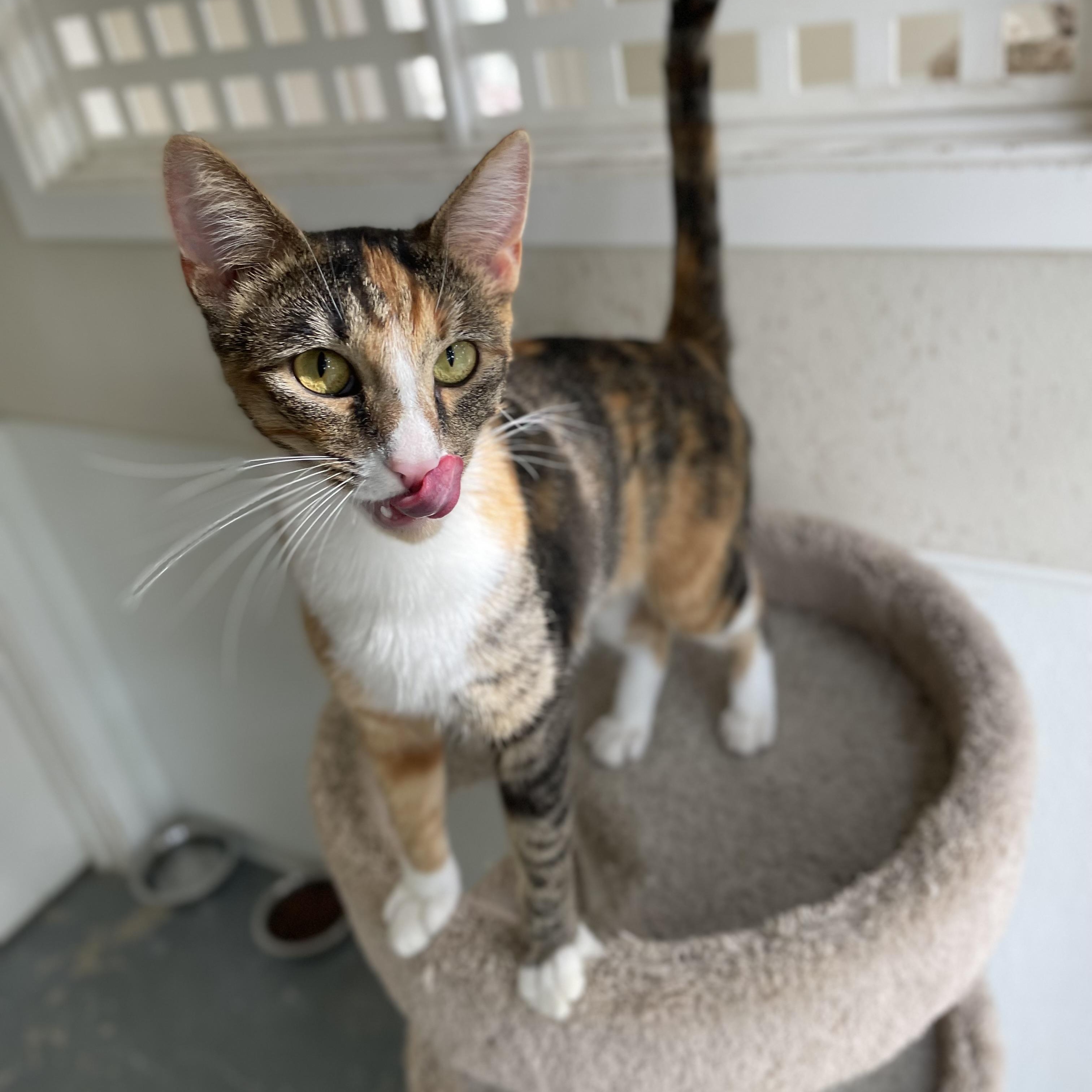 Enlarge Rose, a Adoptable mixed breed in Hollister, CA image 3/6