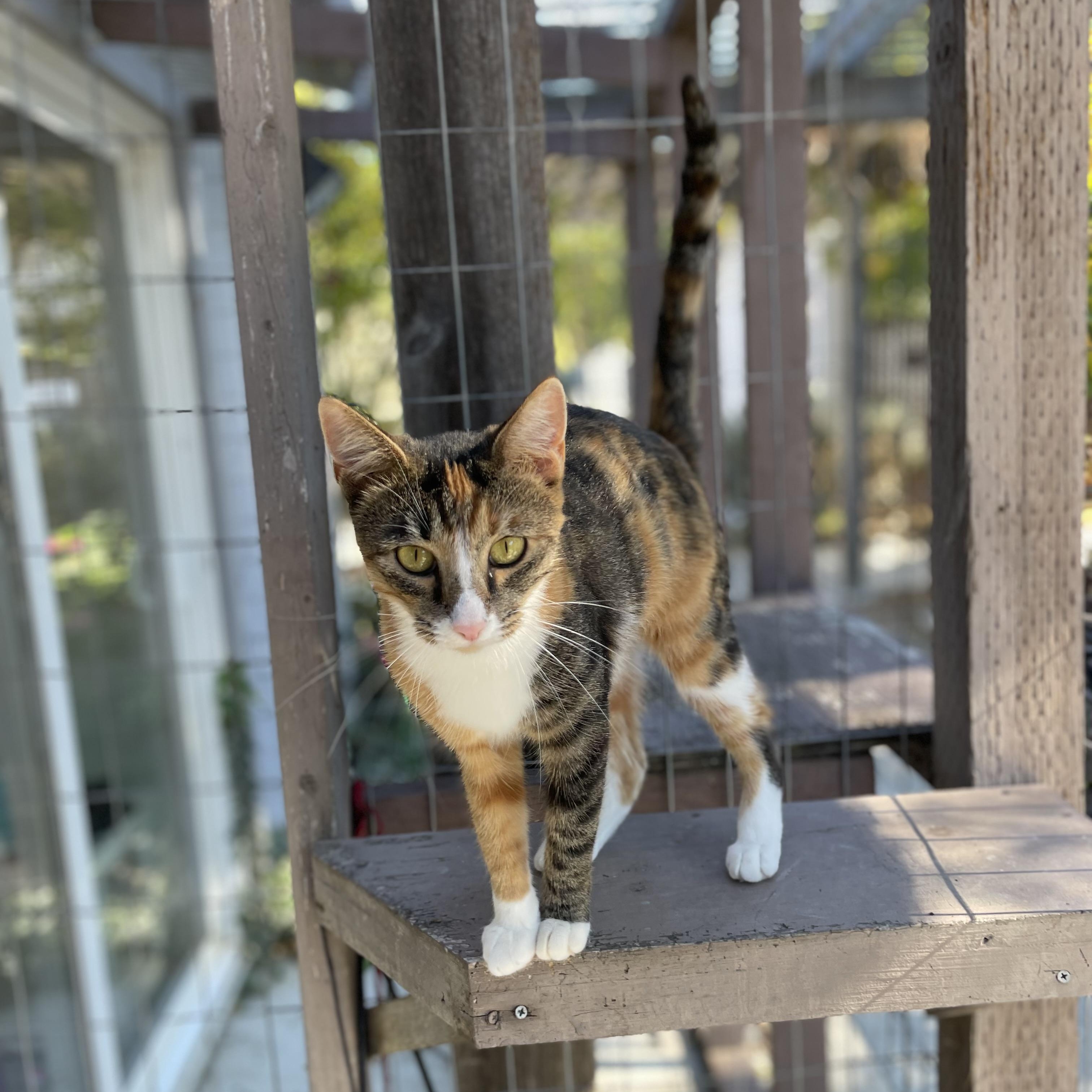 Rose, Adoptable, Young Female Domestic Short Hair & Calico.