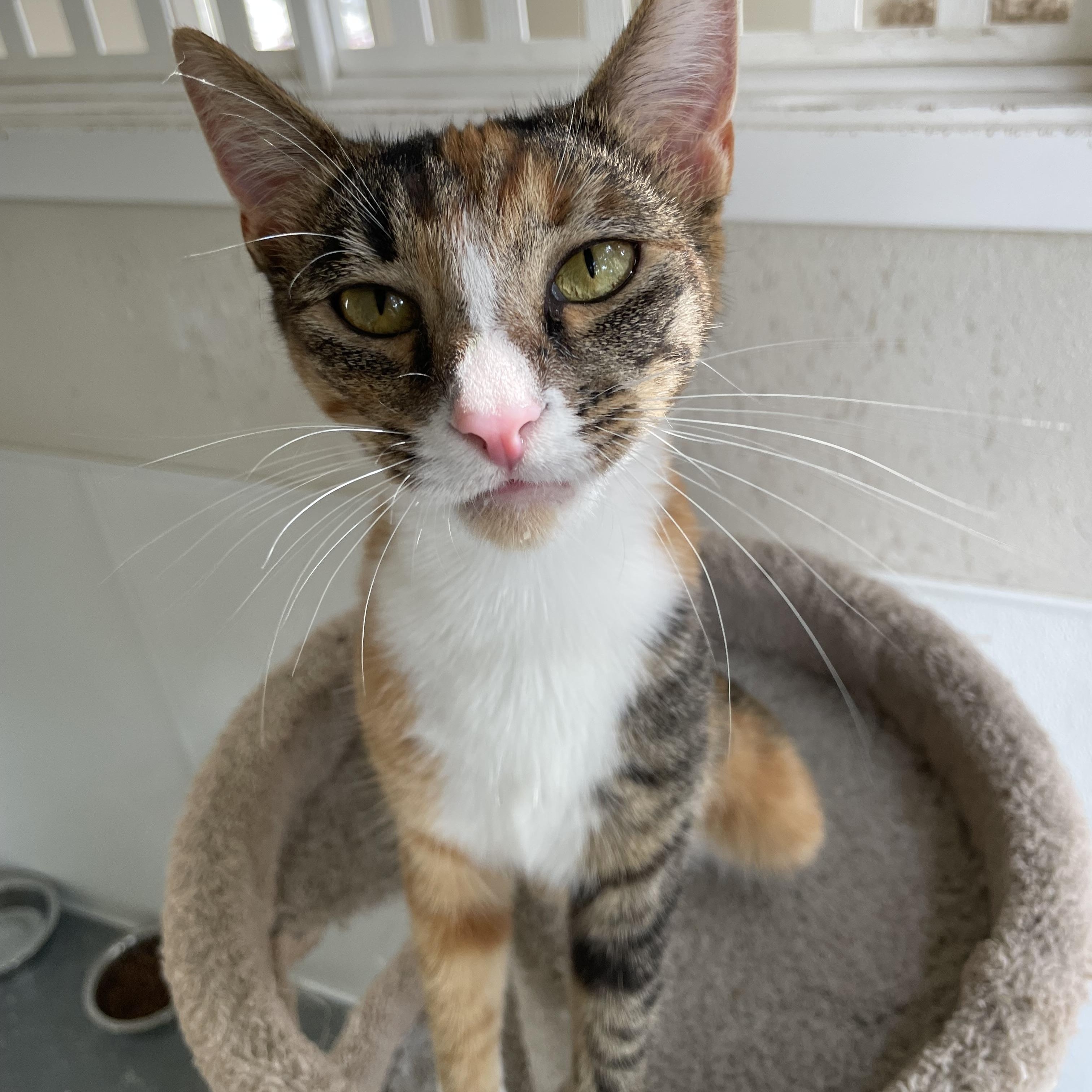 Enlarge Rose, a Adoptable mixed breed in Hollister, CA image 6/6