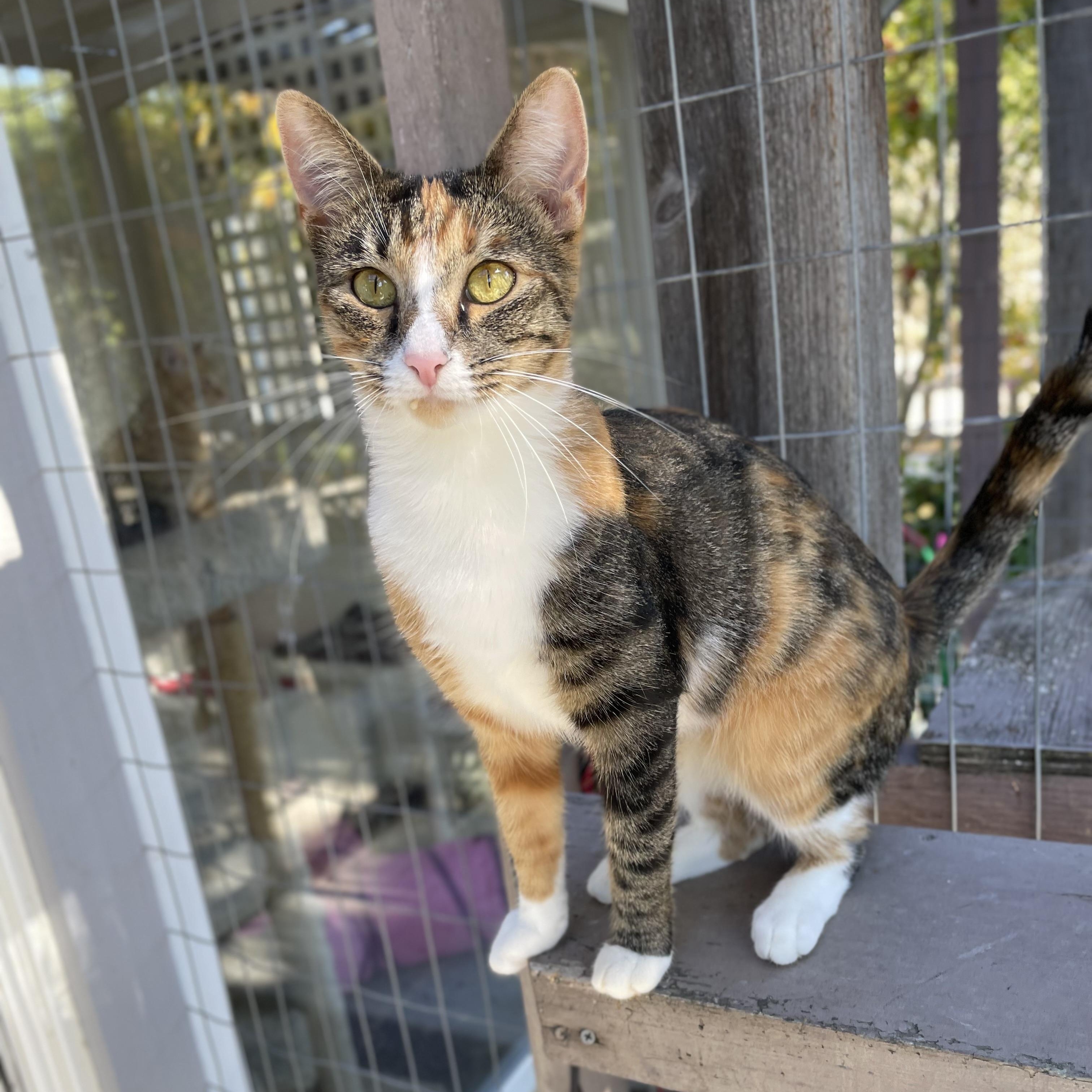 Enlarge Rose, a Adoptable mixed breed in Hollister, CA image 5/6