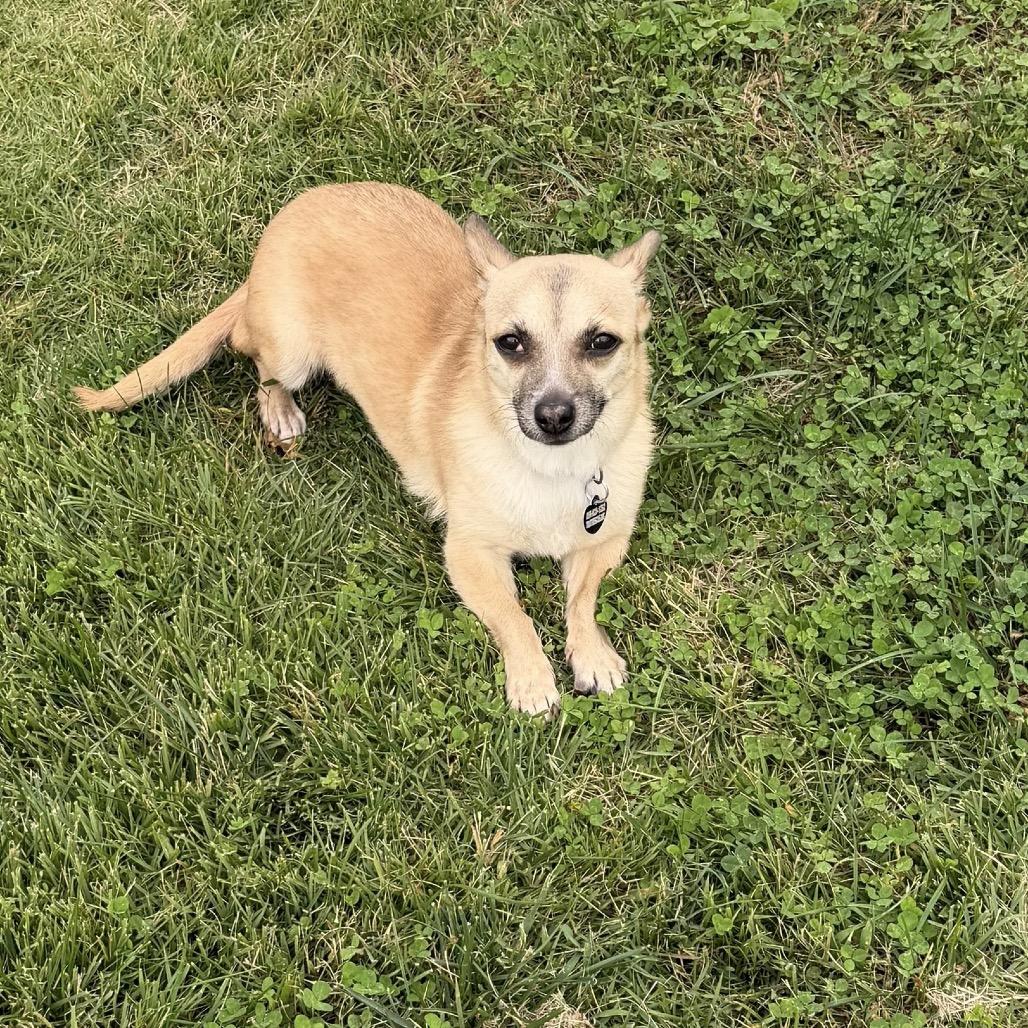 MIRABELLE, Adoptable, Senior Female Dachshund.
