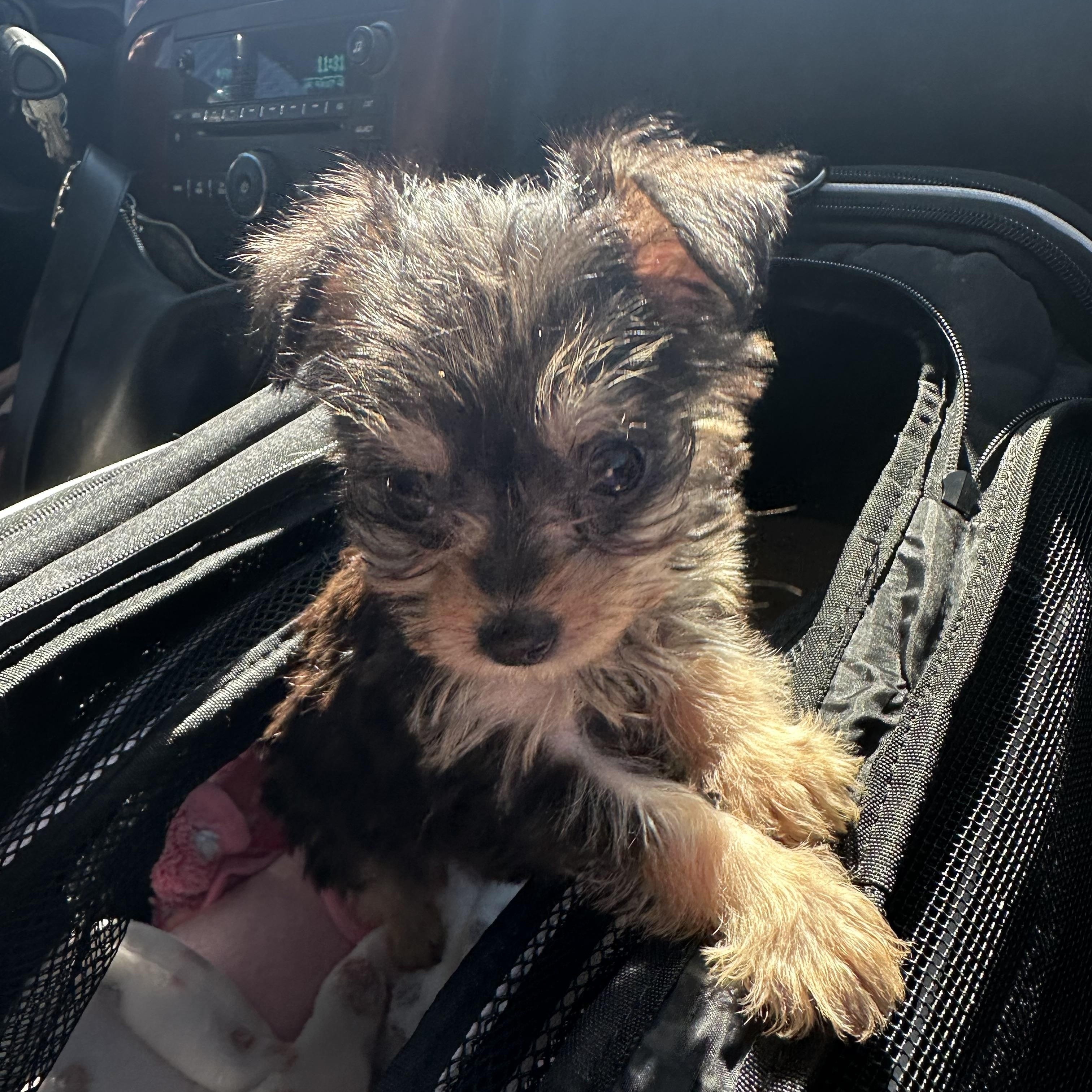 Enlarge Noelle, an adopted mixed breed in Gilbert, AZ image 1/2