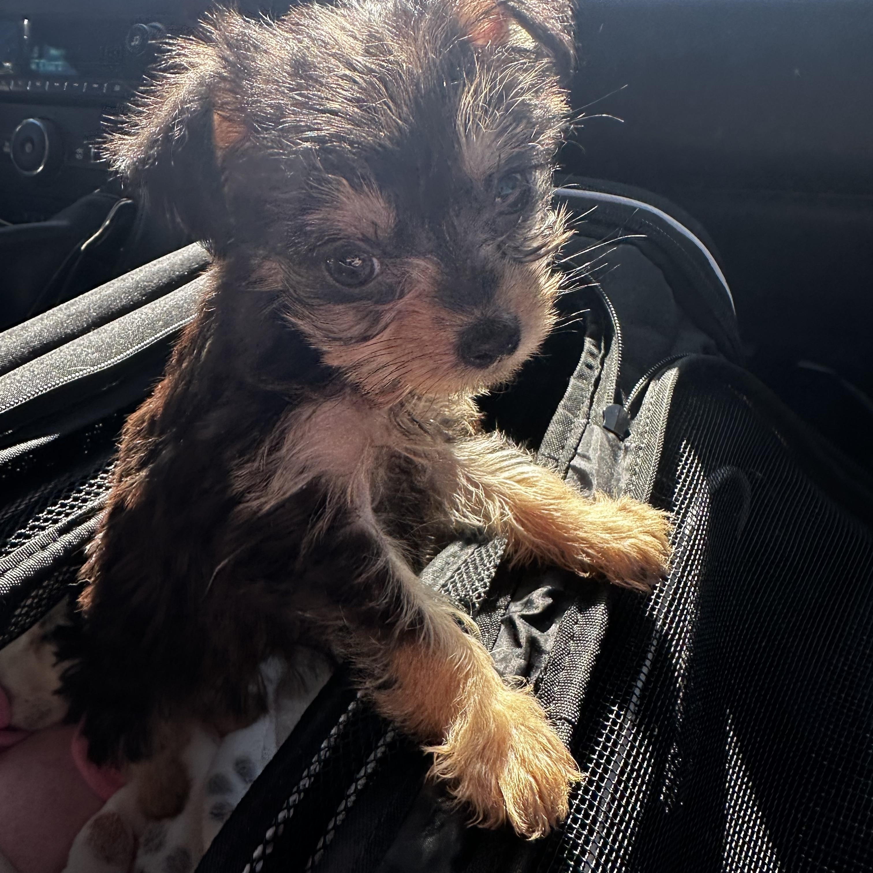 Enlarge Noelle, an adopted mixed breed in Gilbert, AZ image 2/2