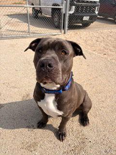 Money, Adopted, Adult Male Pit Bull Terrier.