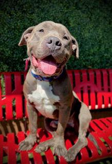 Enlarge Money, a Adopted Pit Bull Terrier in Pleasanton, TX image 2/3