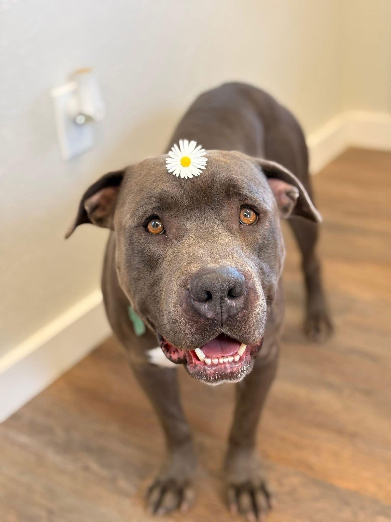 Enlarge Money, a Adopted Pit Bull Terrier in Pleasanton, TX image 3/3