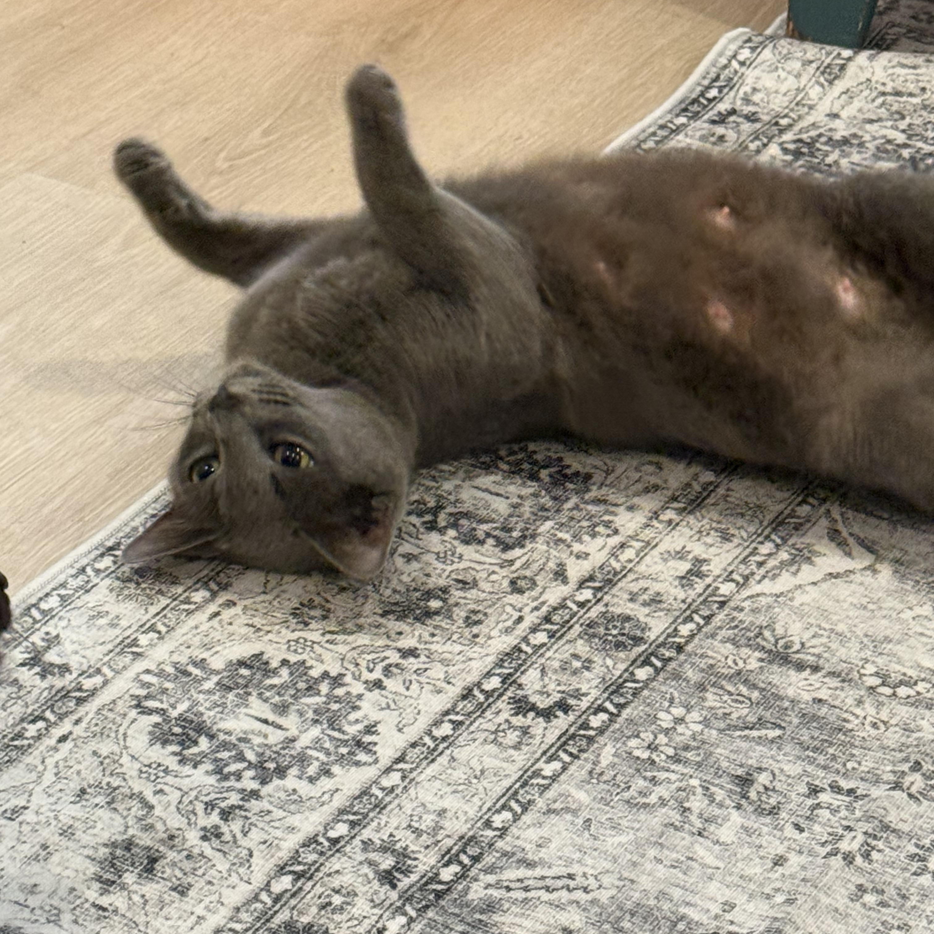 Poppy, an adopted Russian Blue in Vancouver, WA image 3/5