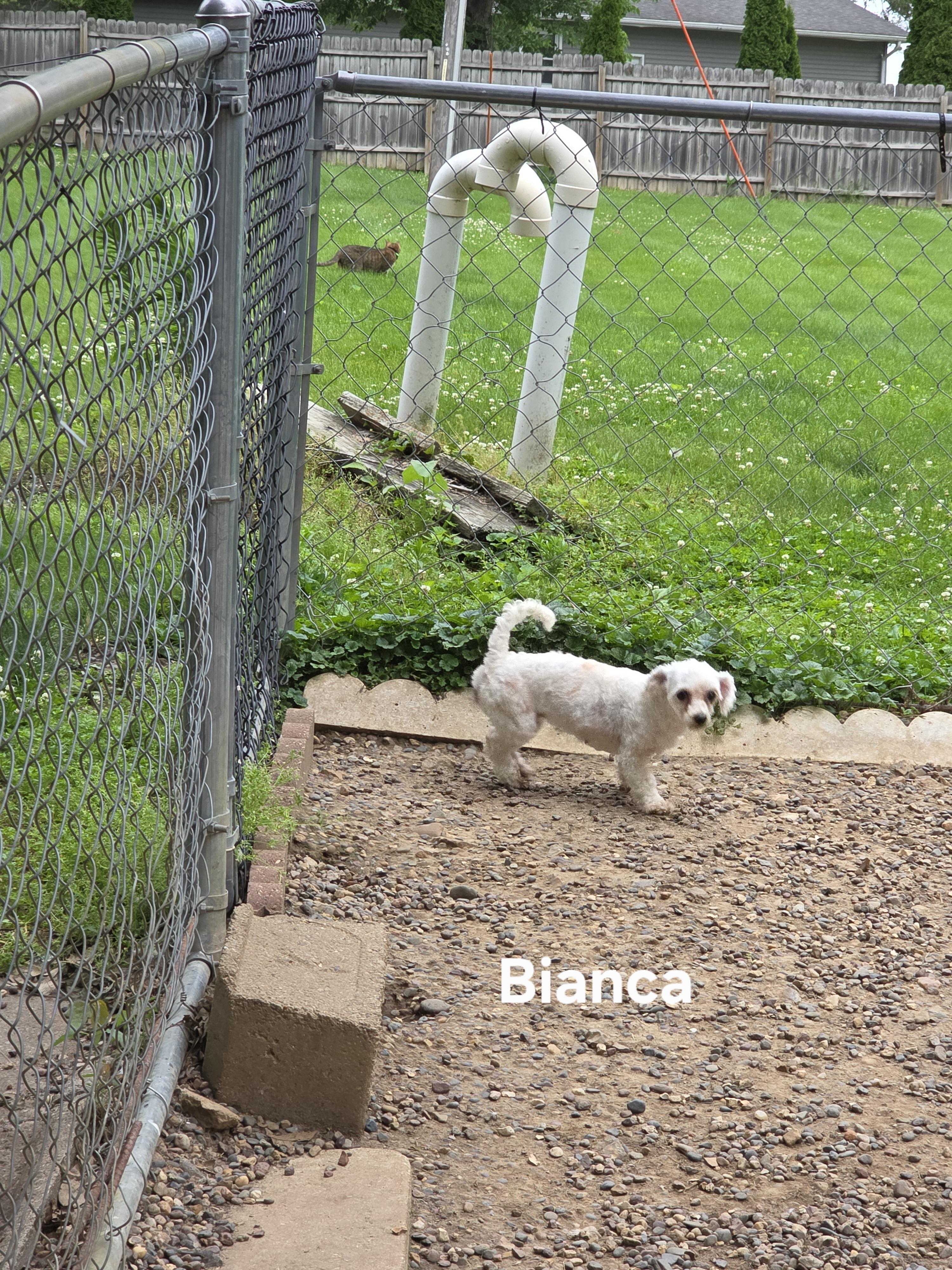Enlarge Bianca, a Adoptable mixed breed in Wever, IA image 2/6