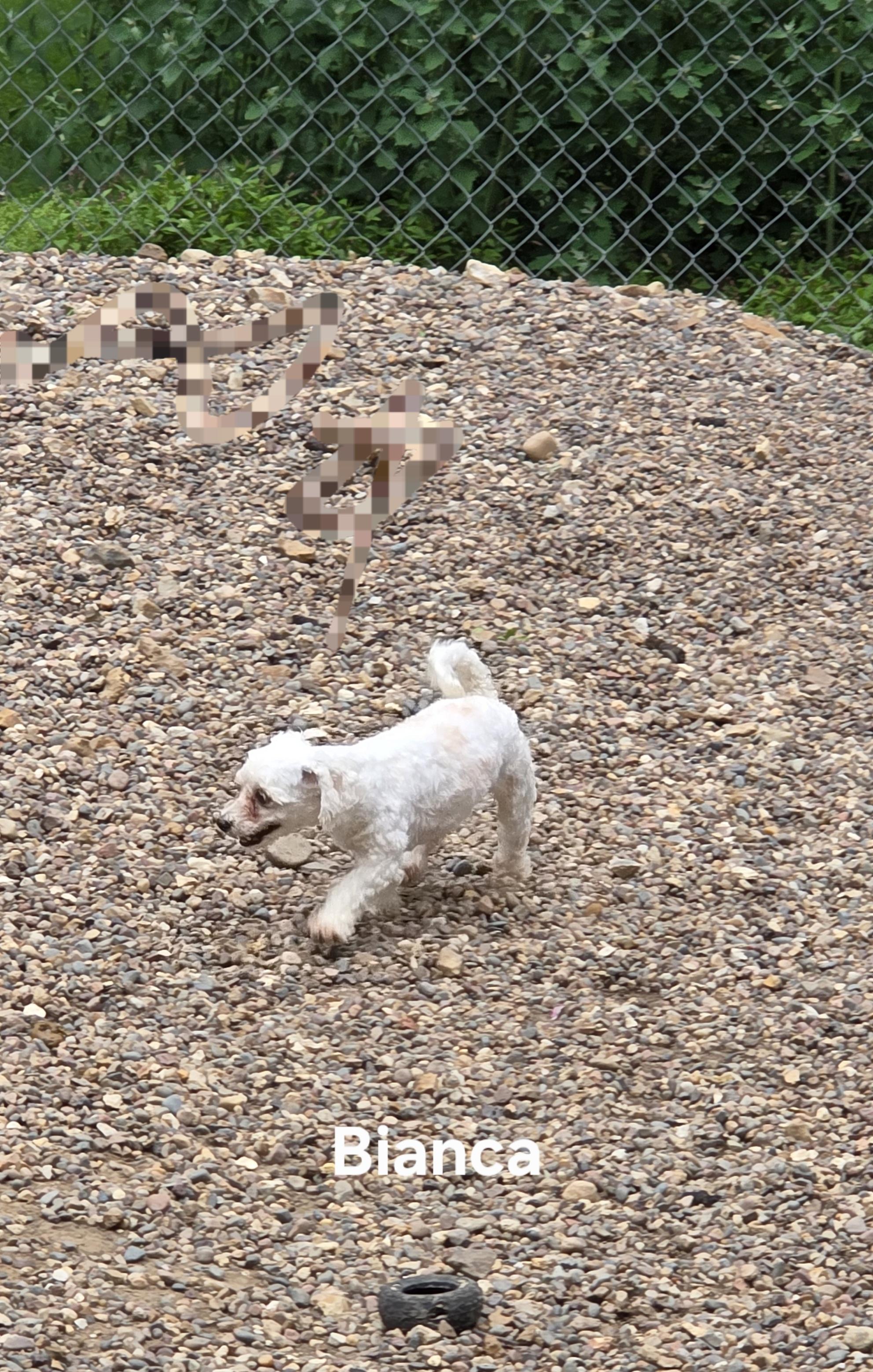 Enlarge Bianca, a Adoptable mixed breed in Wever, IA image 3/6