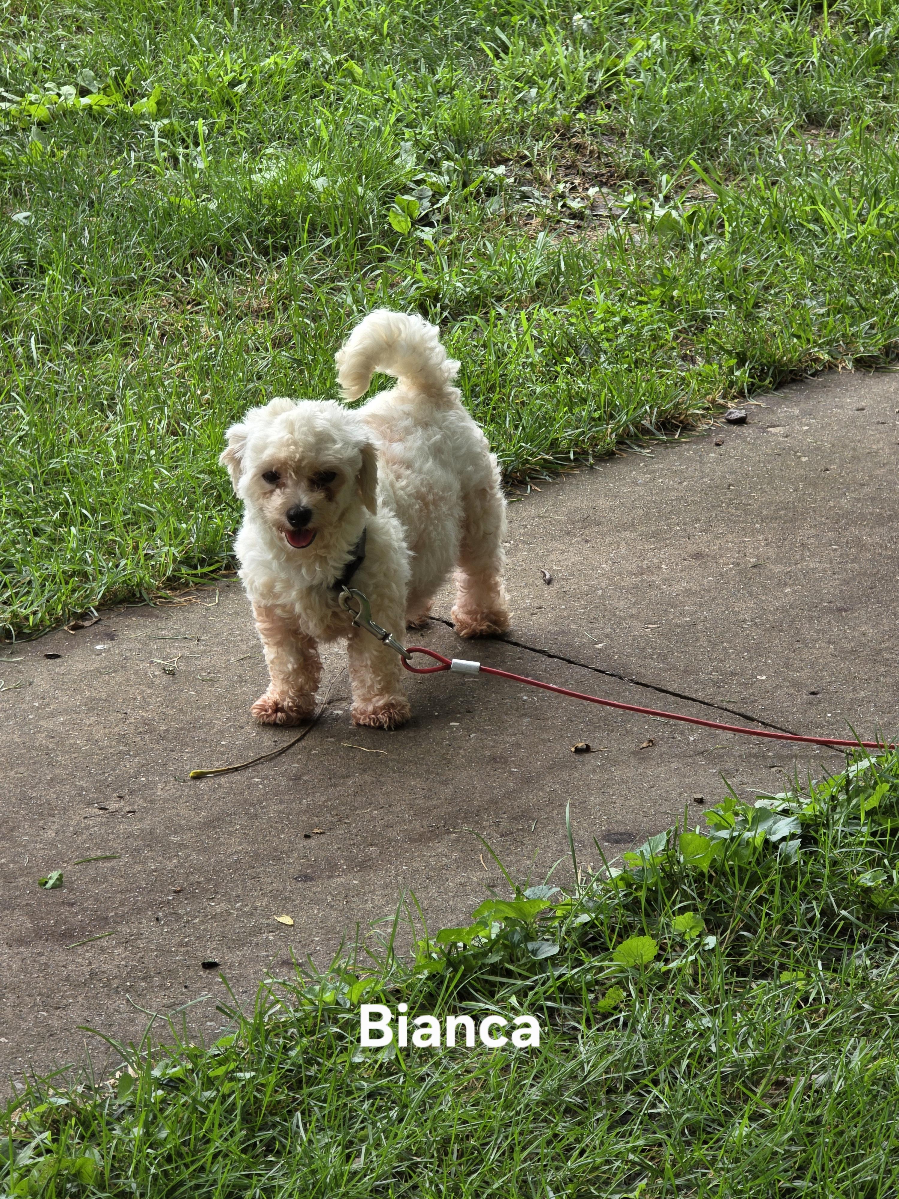 Enlarge Bianca, a Adoptable mixed breed in Wever, IA image 6/6