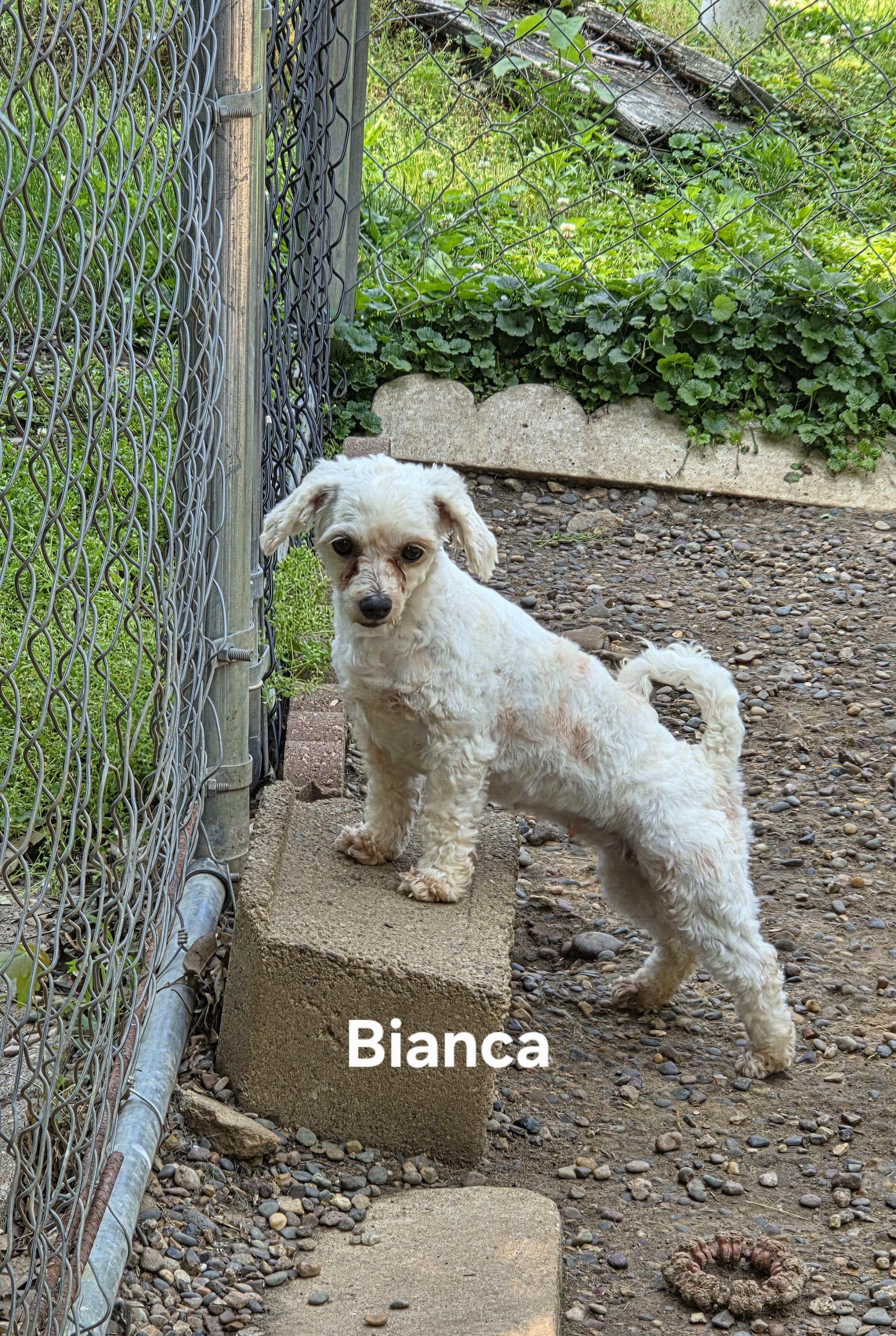 Enlarge Bianca, a Adoptable mixed breed in Wever, IA image 4/6
