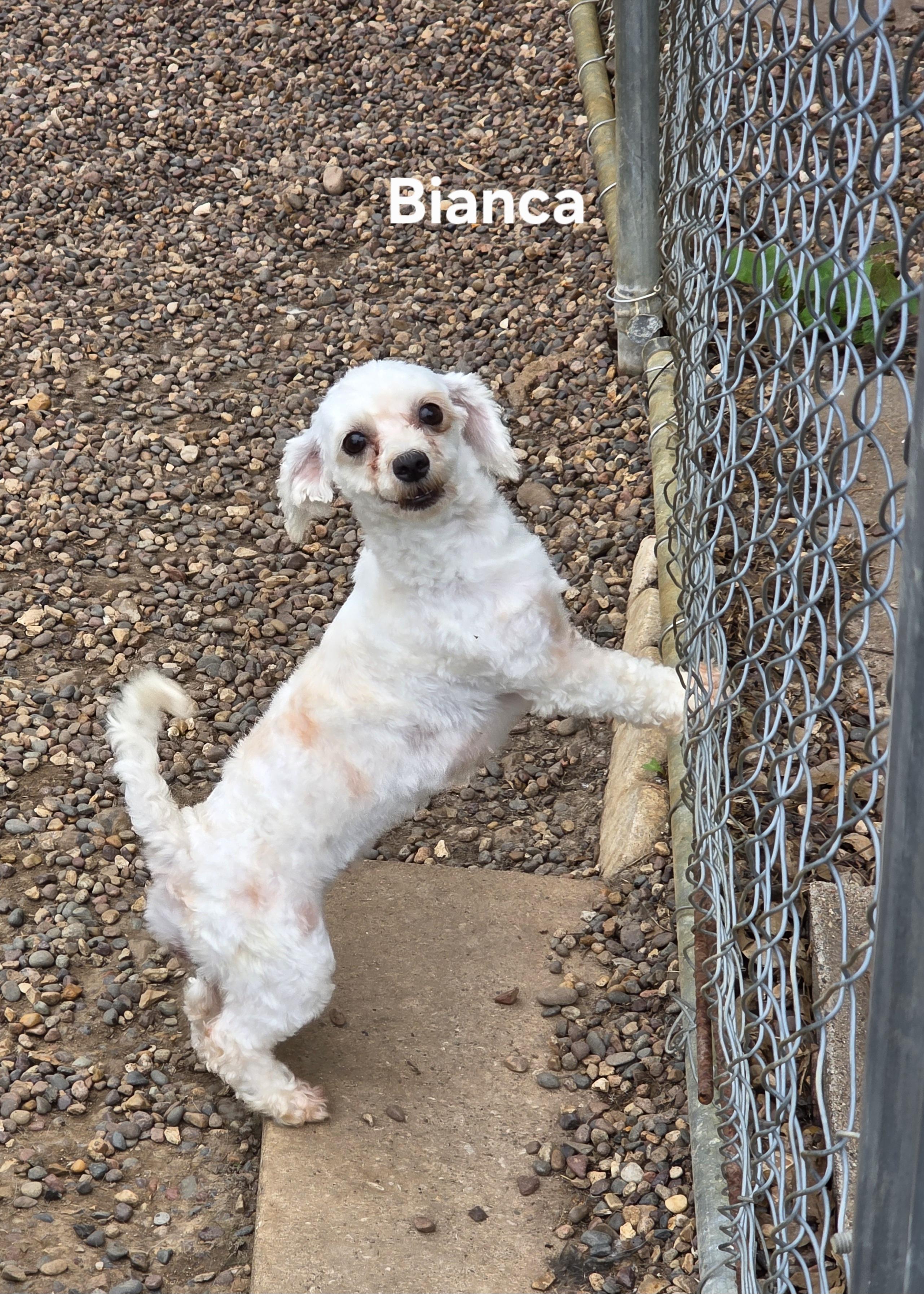 Bianca, Adoptable, Adult Female Bichon Frise & Maltese.