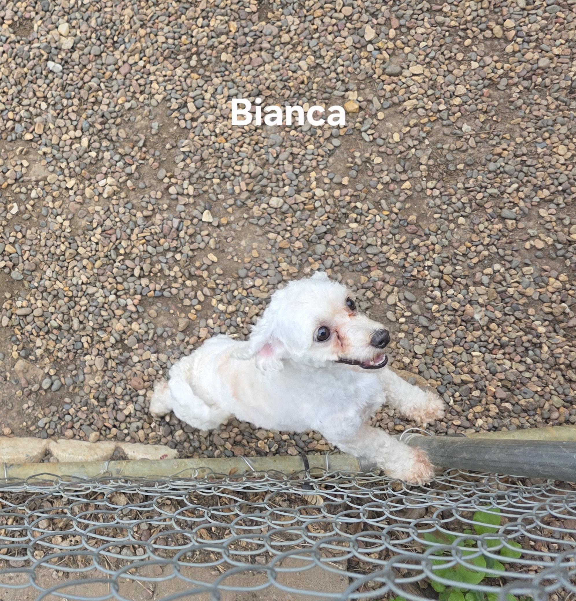 Enlarge Bianca, a Adoptable mixed breed in Wever, IA image 5/6