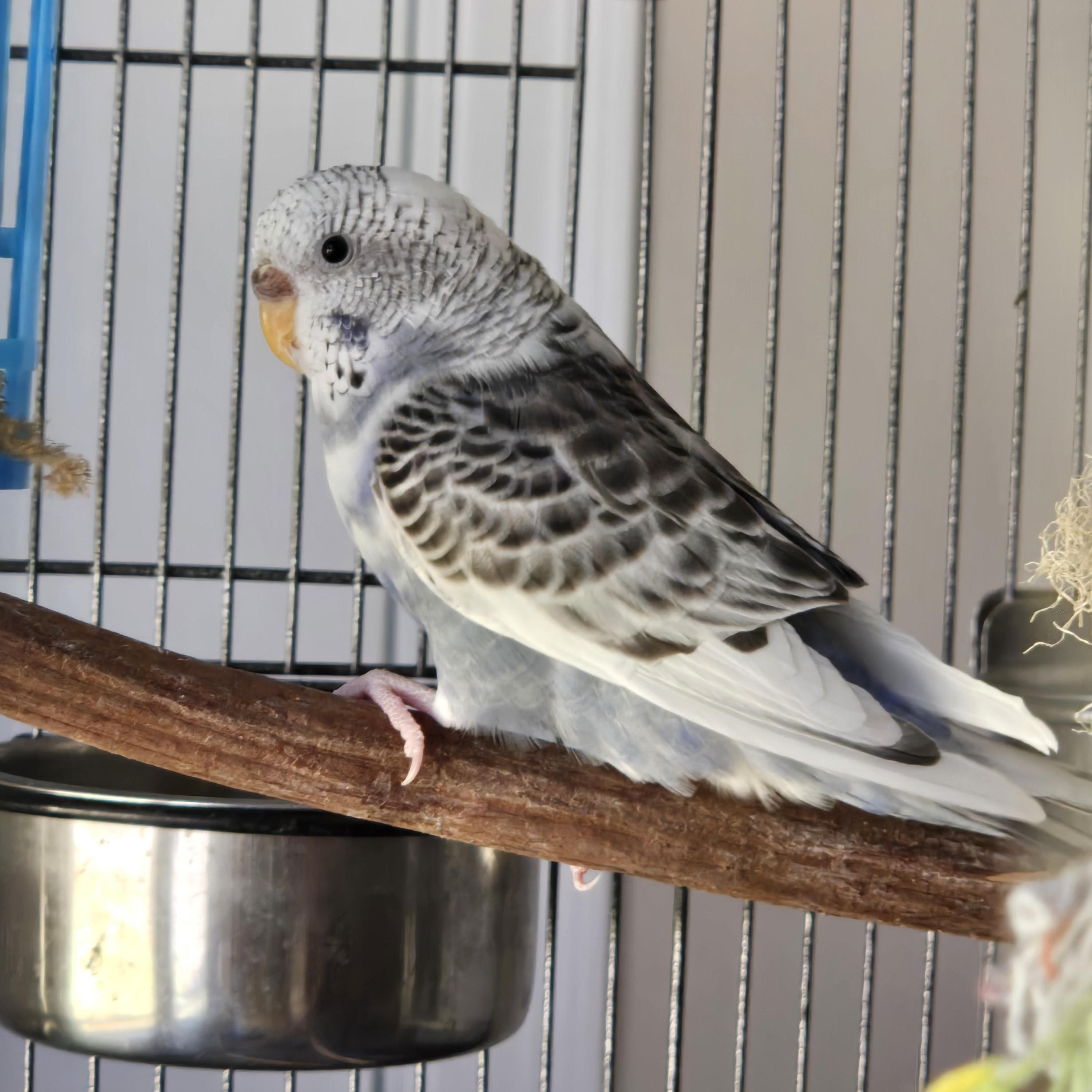 Enlarge Misty -- courtesy post --, a Adoptable Parakeet (Other) in Chepachet, RI image 1/1