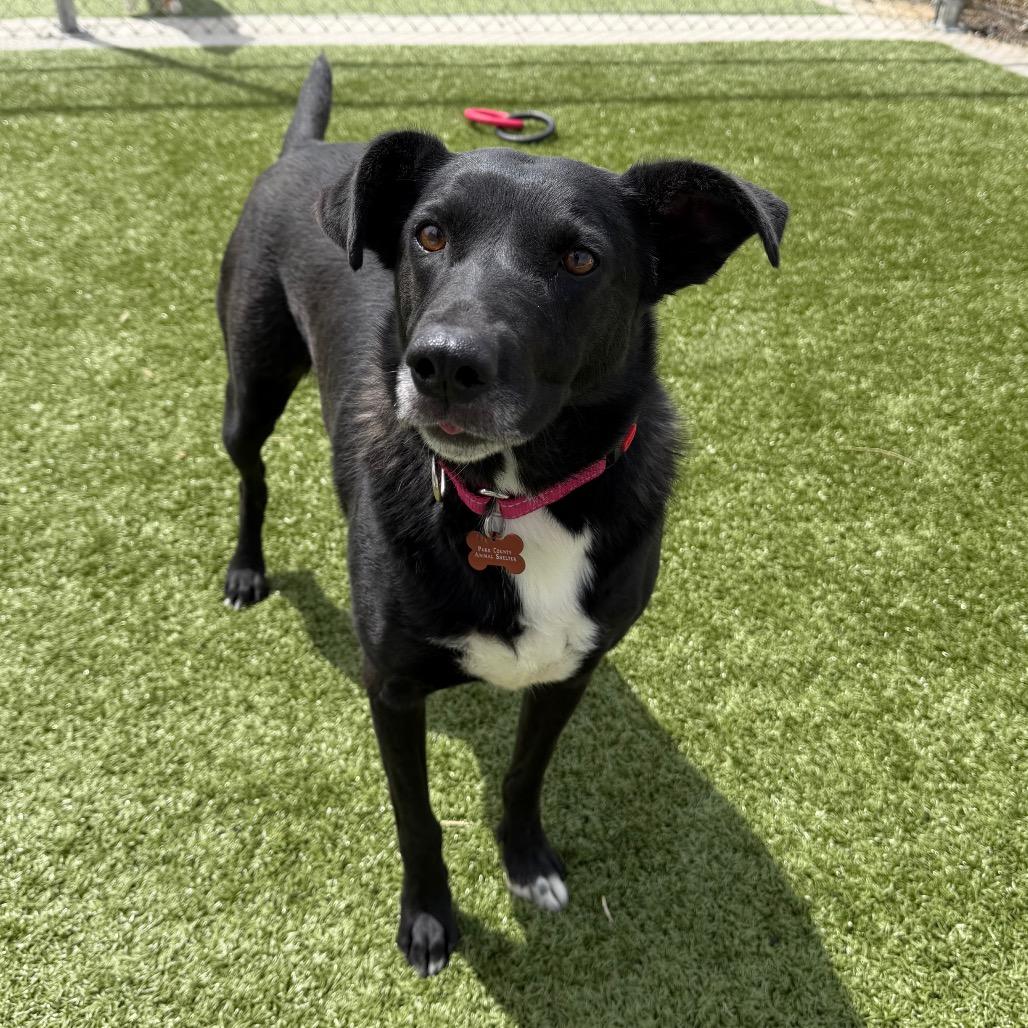 Halsey, Adoptable, Adult Female Black Labrador Retriever & Mixed Breed.