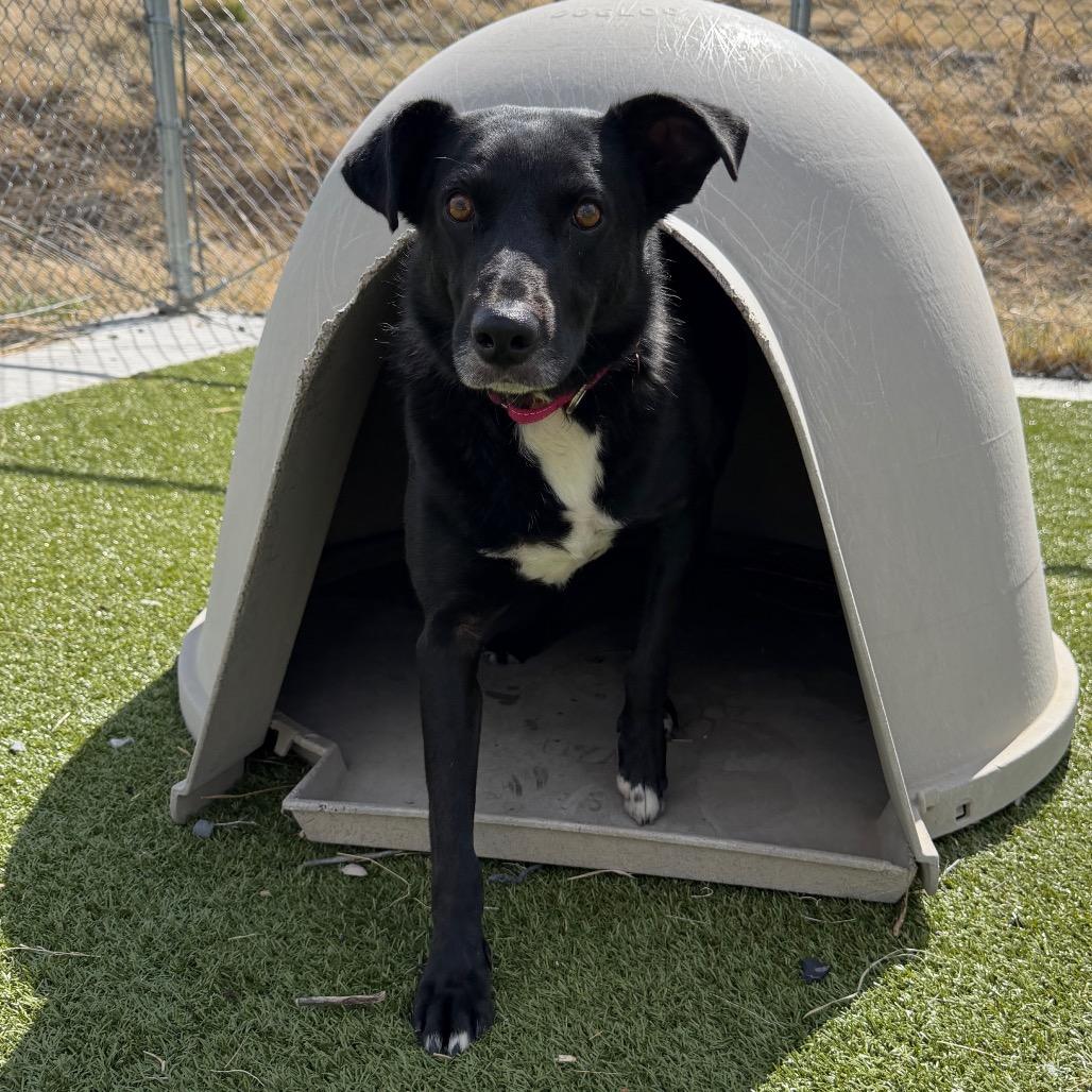 Enlarge Halsey, a Adoptable mixed breed in Cody, WY image 2/2