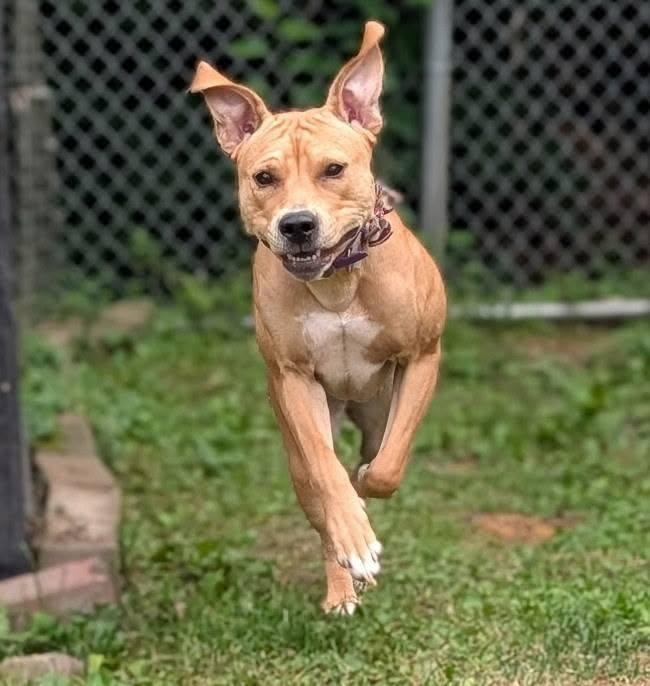 Ginger, a ADOPTABLE mixed breed in La Crescent, MN image 2/2