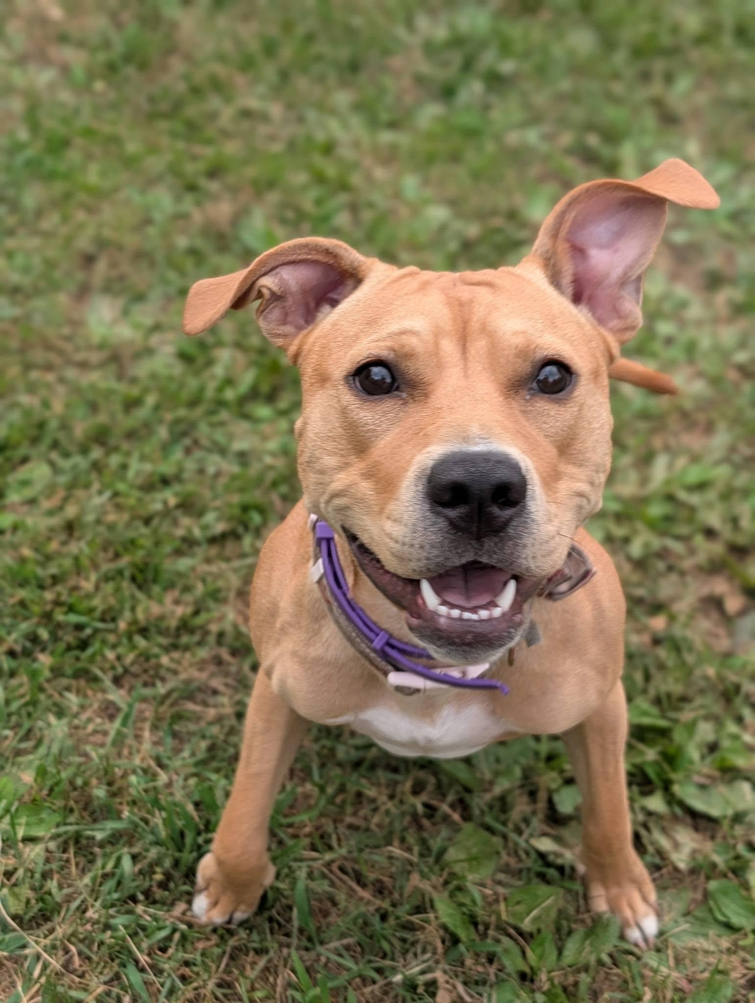Ginger, ADOPTABLE, Young Female Mixed Breed.
