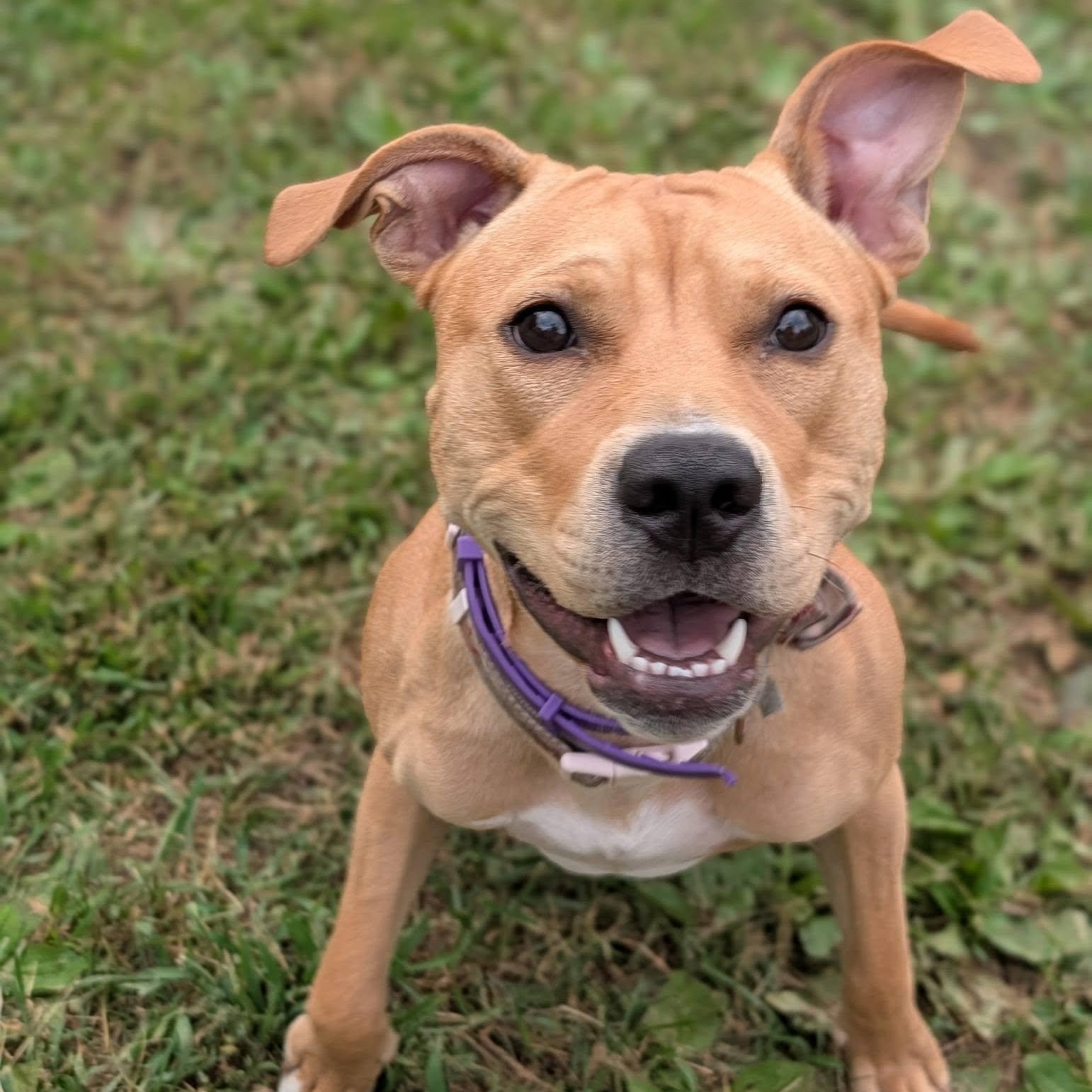 Enlarge Ginger, a Adoptable mixed breed in La Crescent, MN image 1/2