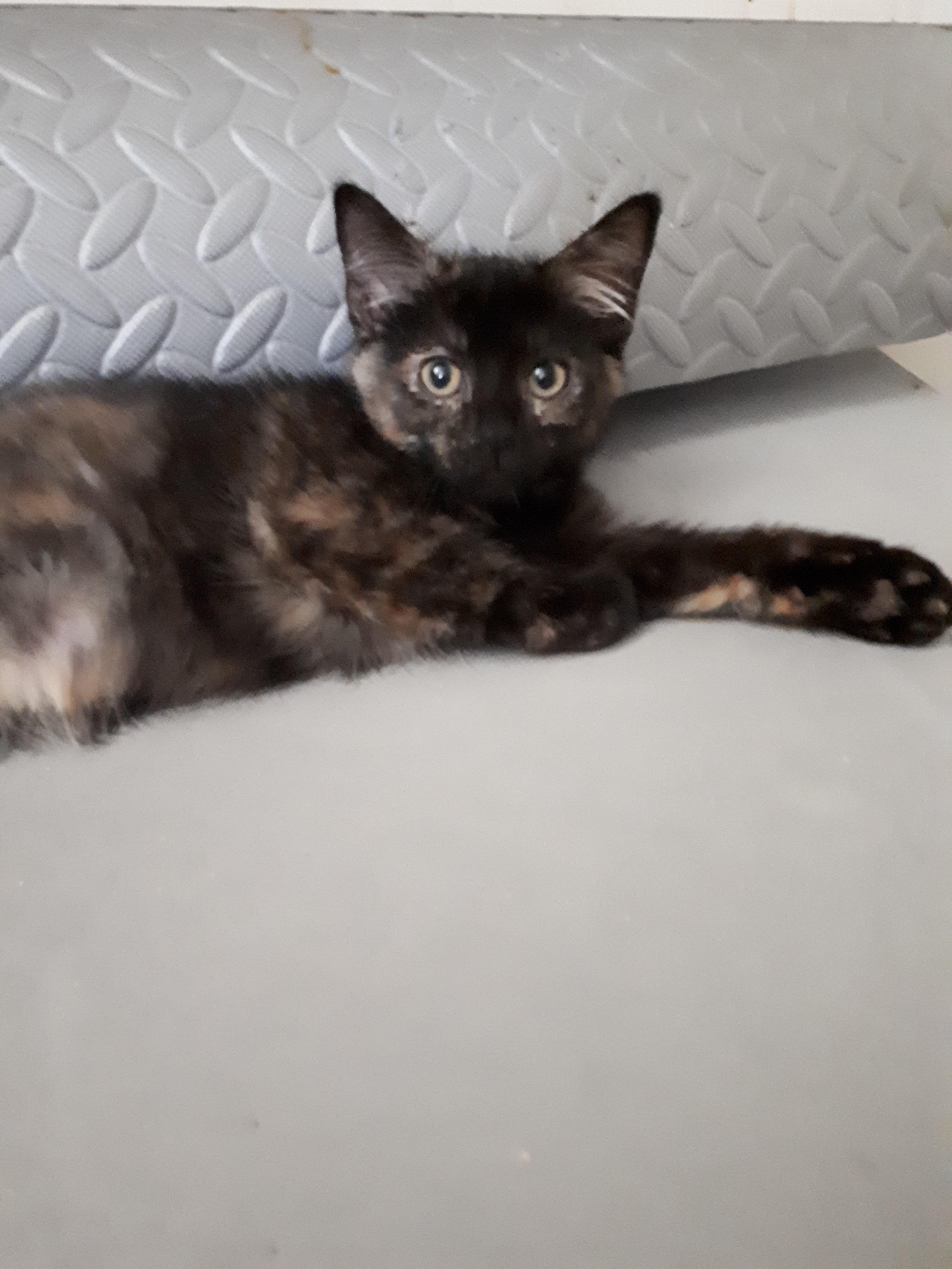 Sugar, an adoptable Tortoiseshell in Winnipeg, MB, R2W 2B3 | Photo Image 2