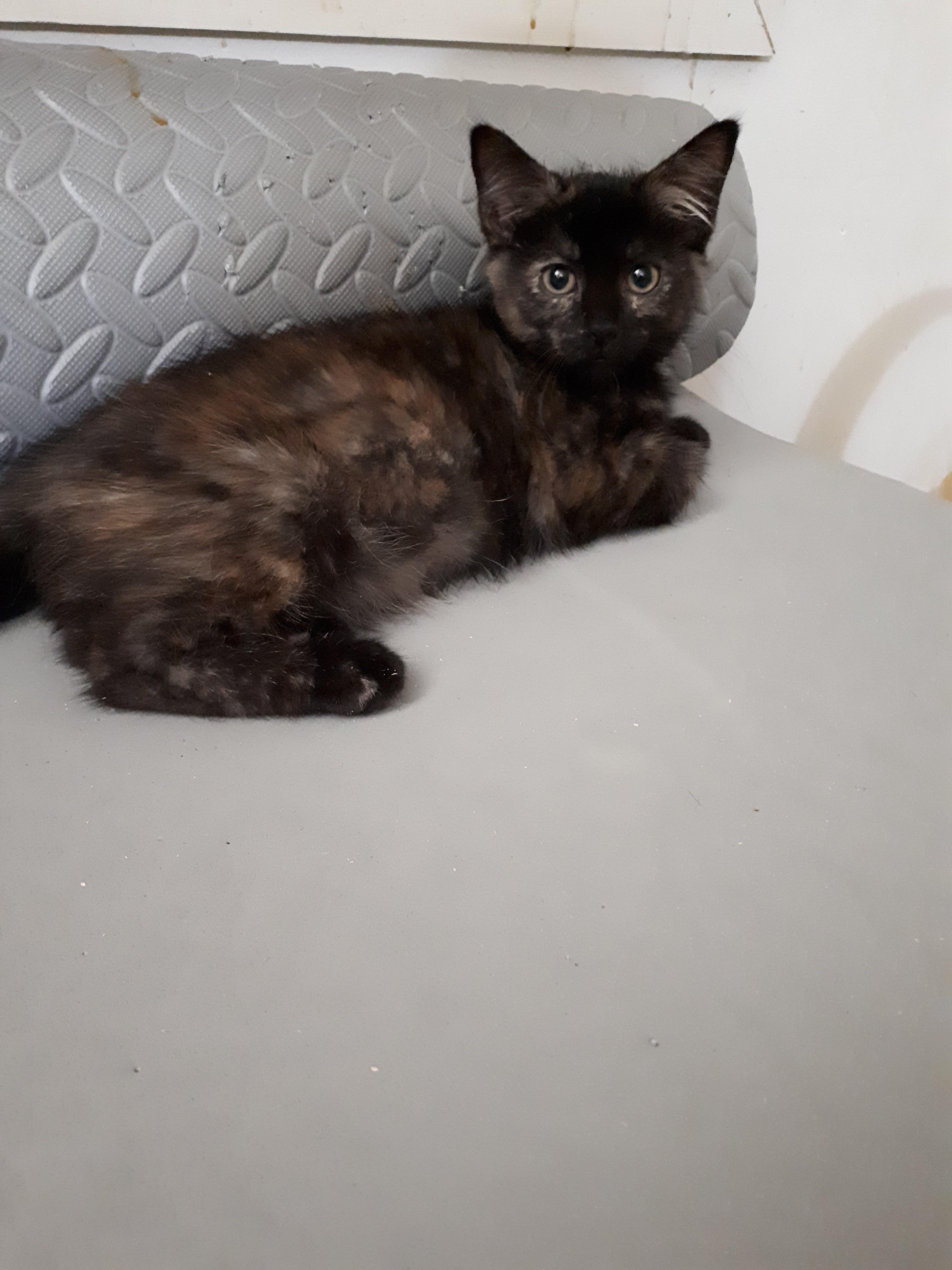 Sugar, an adoptable Tortoiseshell in Winnipeg, MB, R2W 2B3 | Photo Image 3