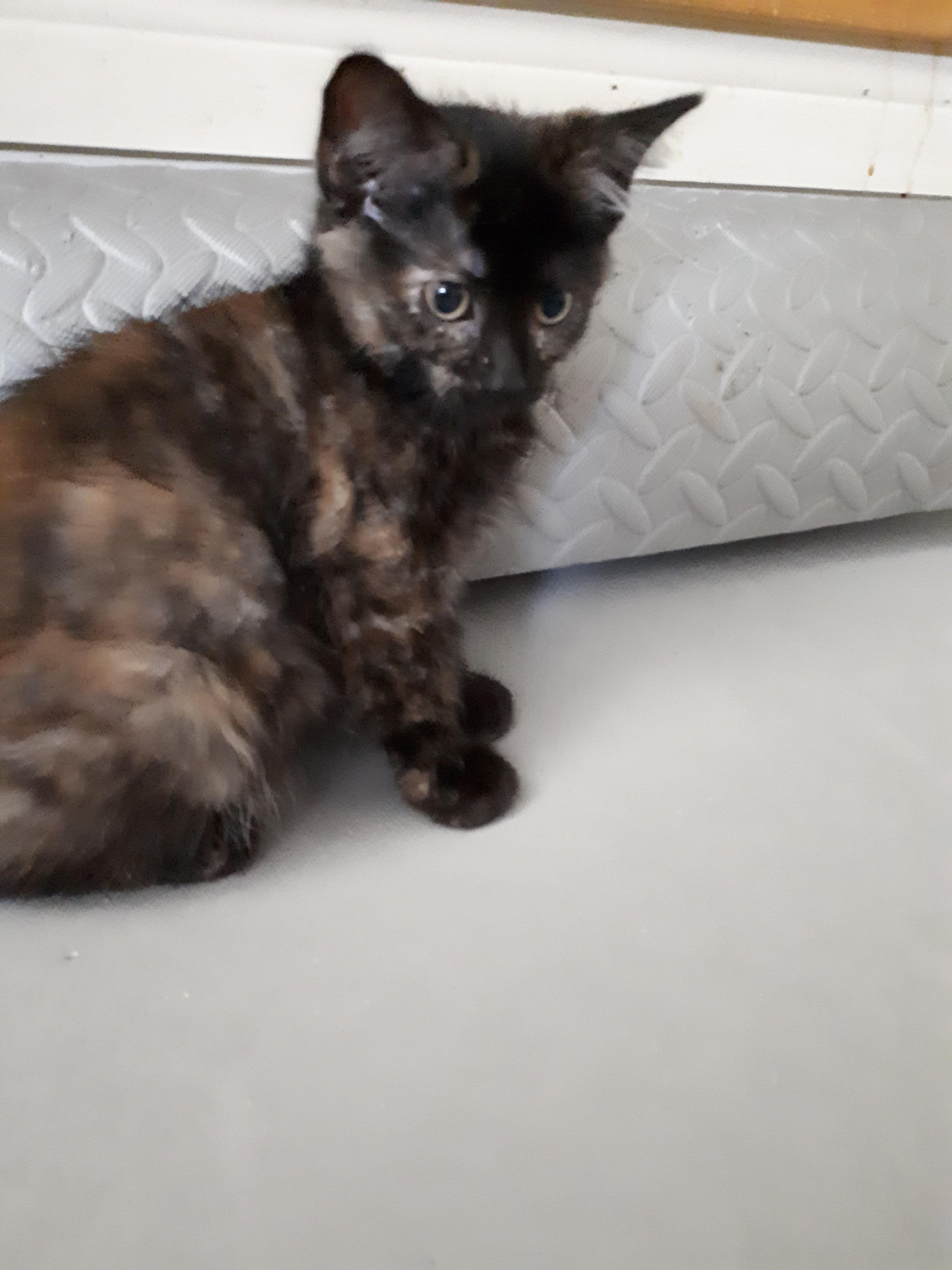 Sugar, an adoptable Tortoiseshell in Winnipeg, MB, R2W 2B3 | Photo Image 1