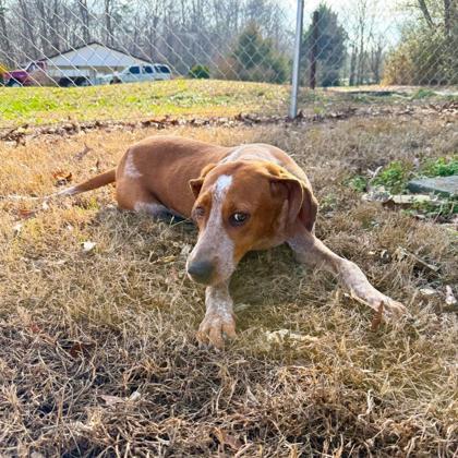 Enlarge Cal, a Adoptable mixed breed in Dahlonega, GA image 1/3