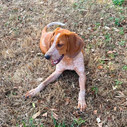 Enlarge Cal, a Adoptable mixed breed in Dahlonega, GA image 2/3