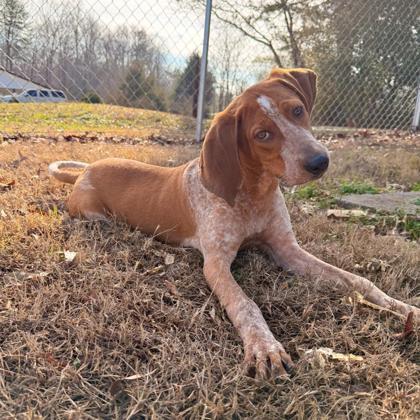 Enlarge Cal, a Adoptable mixed breed in Dahlonega, GA image 3/3