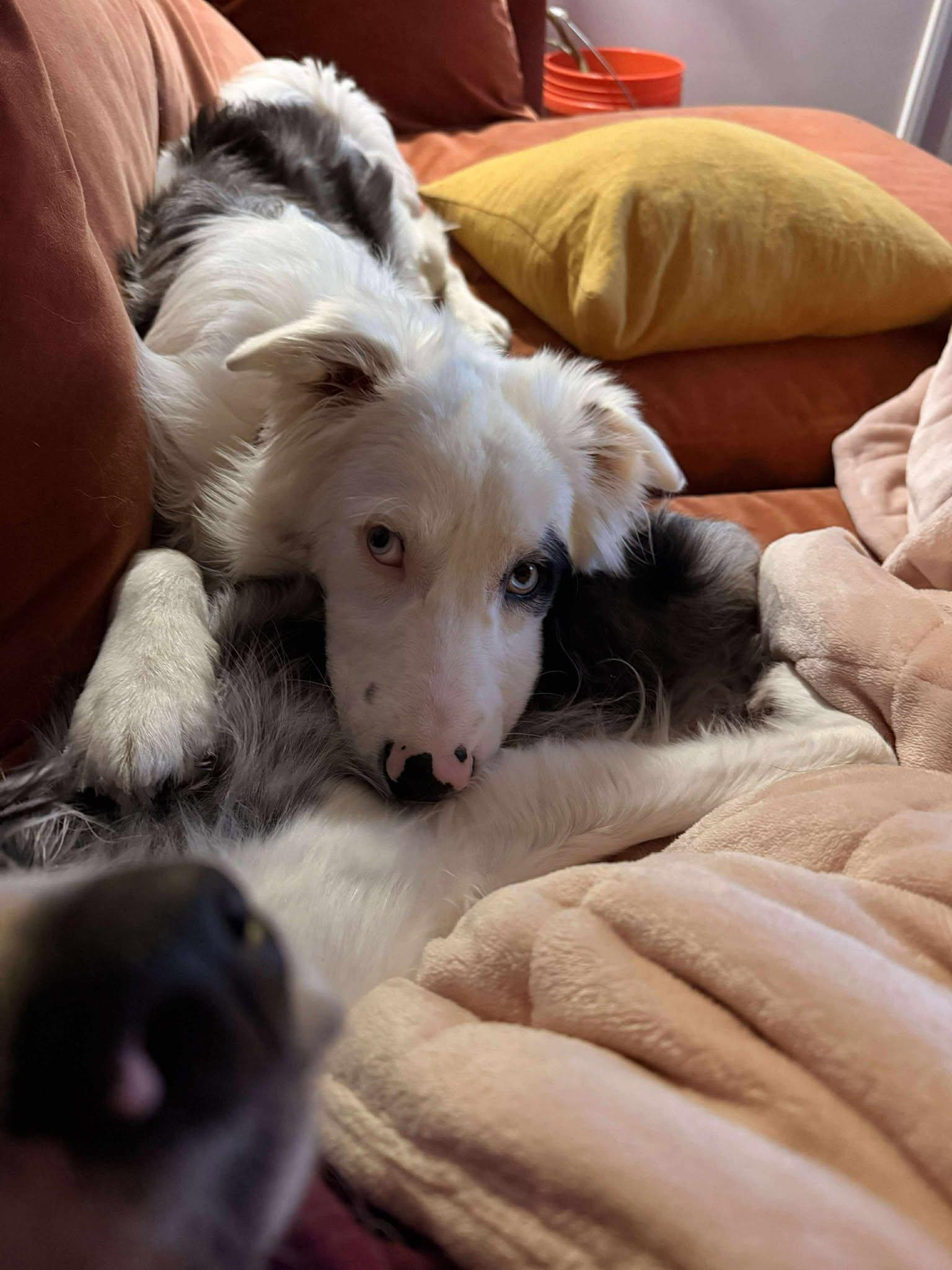 Enlarge Bilbo Baggins, a ADOPTABLE Border Collie in Seymour, IN image 2/6