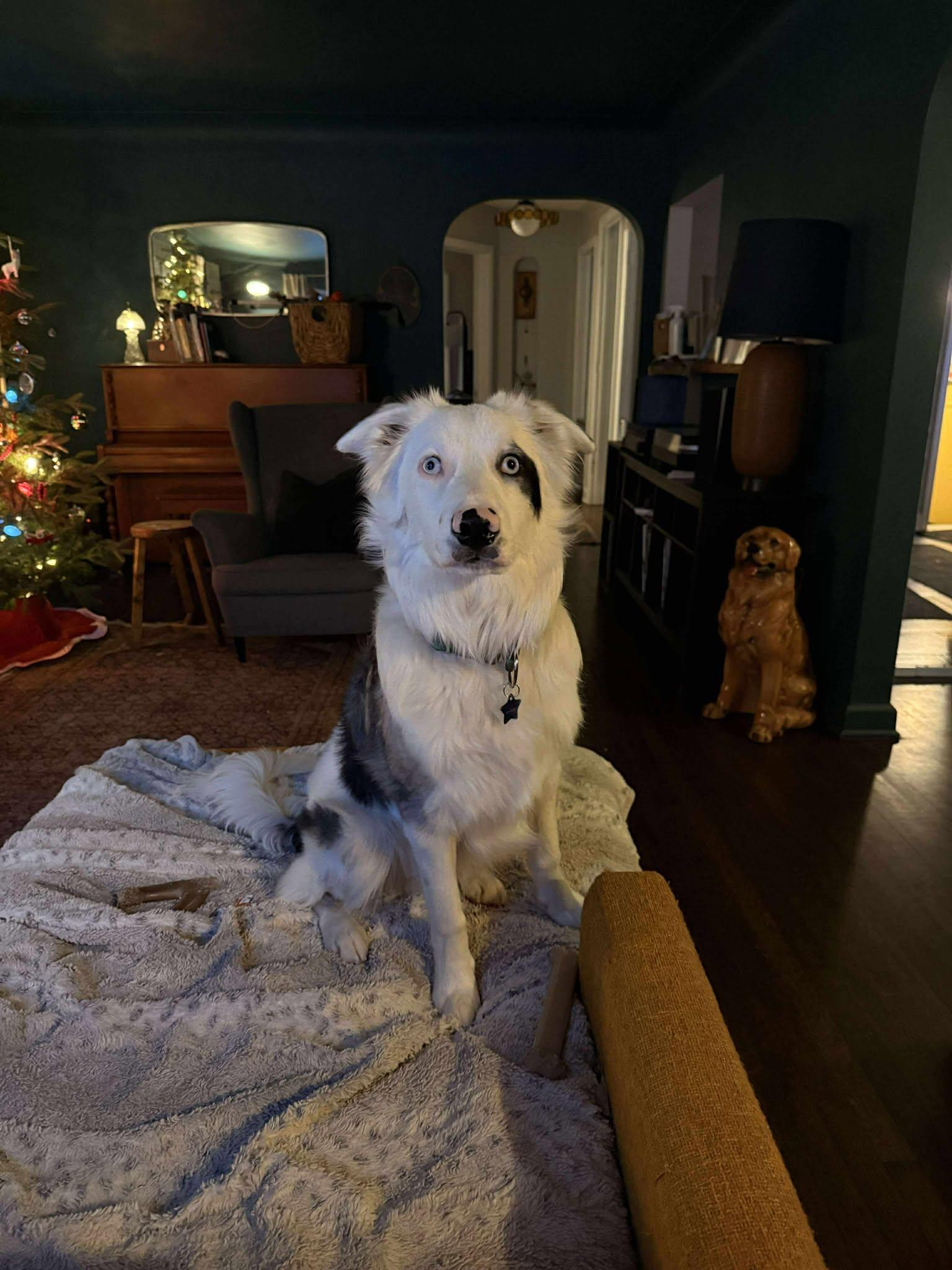 Enlarge Bilbo Baggins, a ADOPTABLE Border Collie in Seymour, IN image 5/6