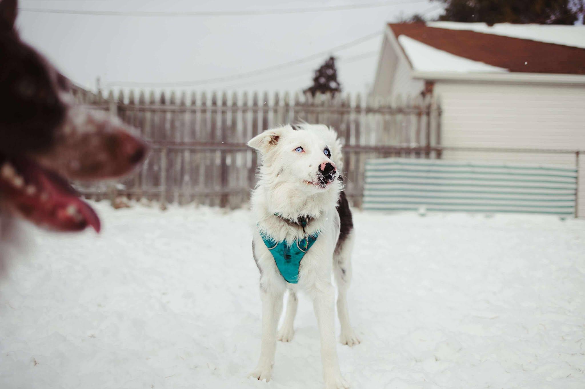 Enlarge Bilbo Baggins, a ADOPTABLE Border Collie in Seymour, IN image 4/6